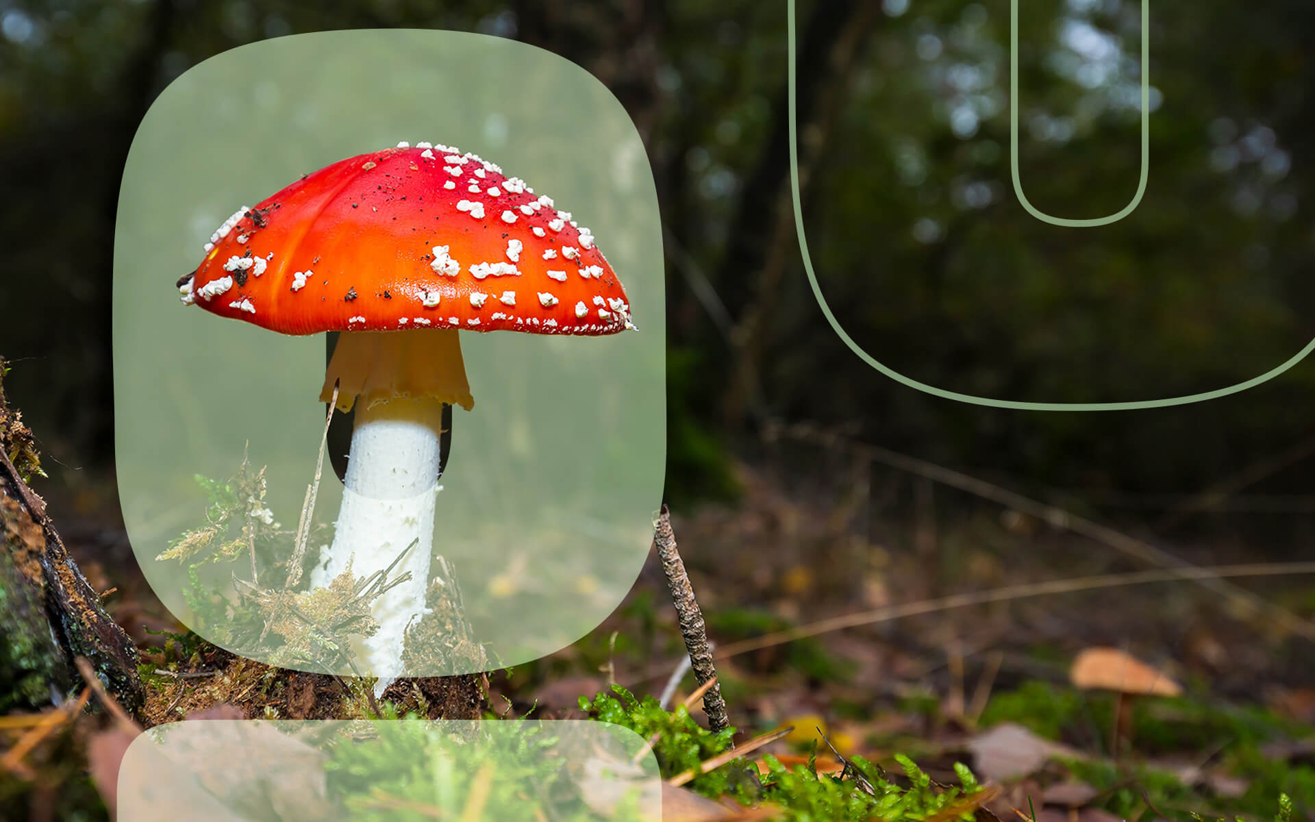 Poisonous Wild Mushrooms Identification