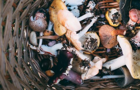 what mushrooms are safe to eat