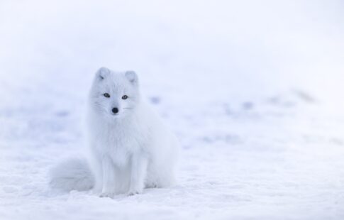 endangered arctic animal