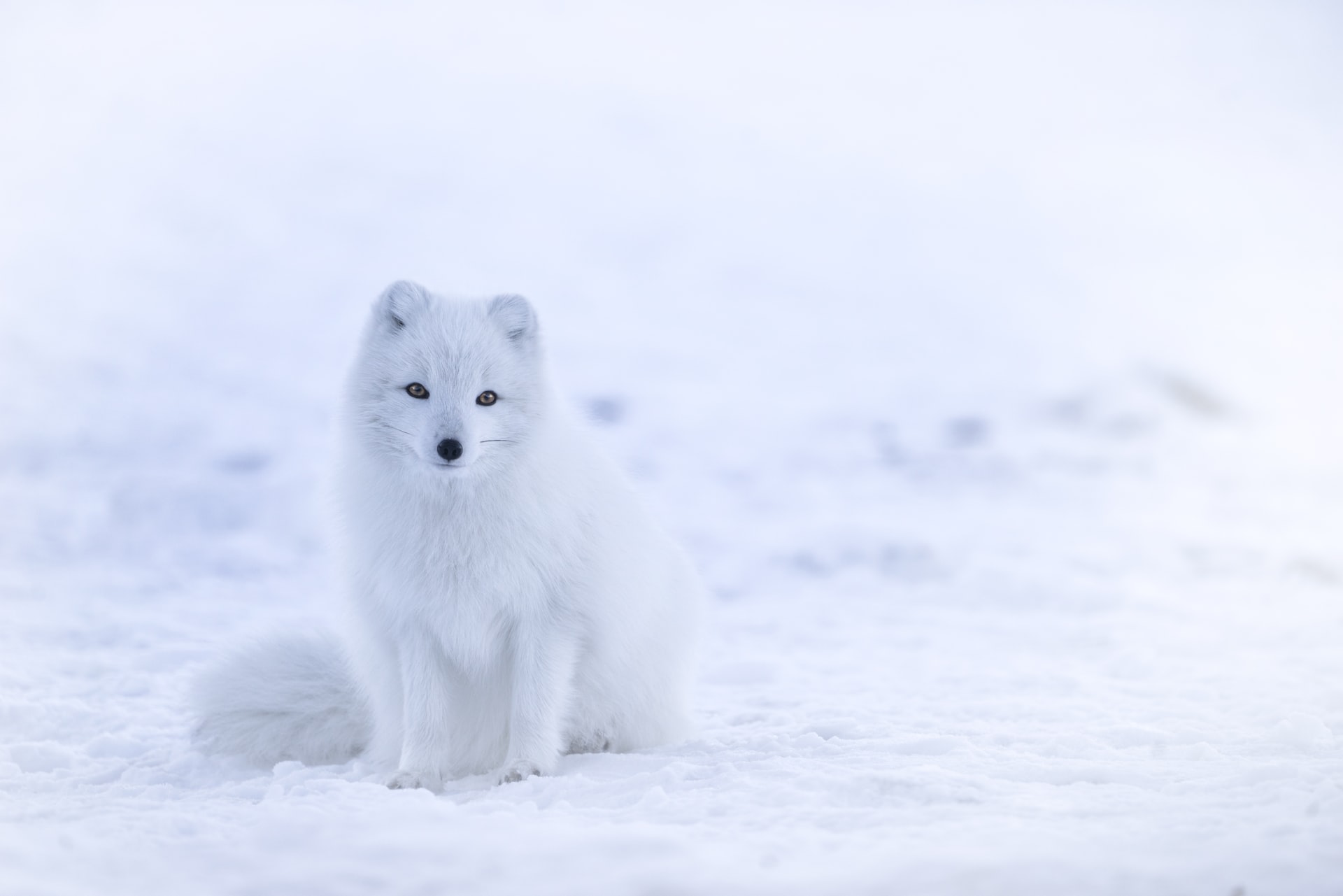 The 5 Most Endangered Arctic Animals And How You Can Help