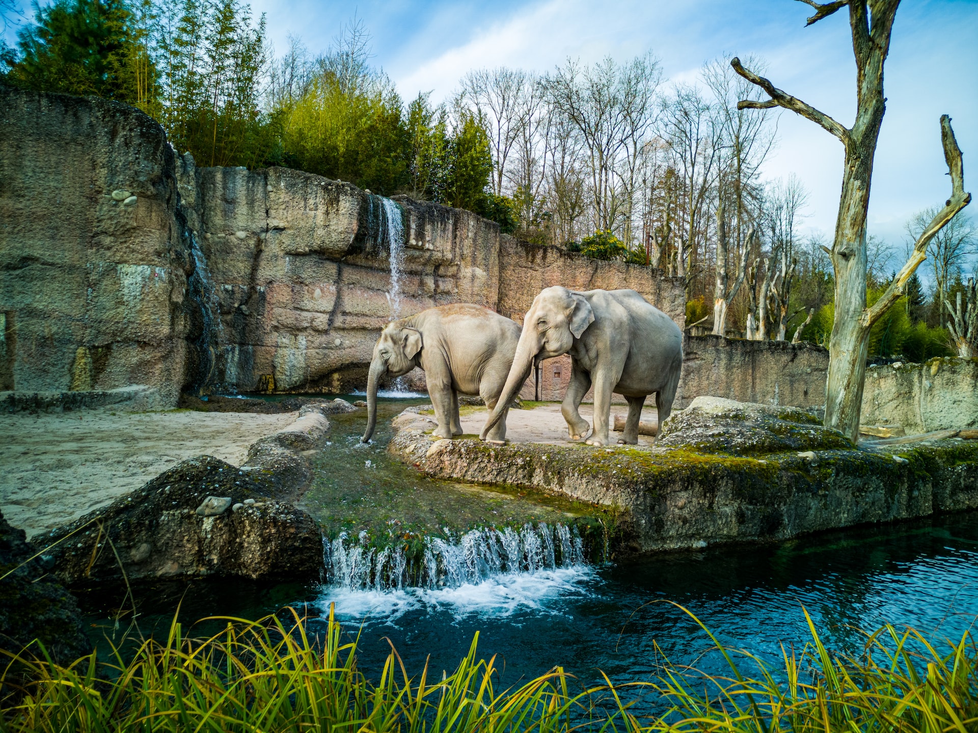 The Effect of Zoos on Animal Health and Well-Being - Environment Co