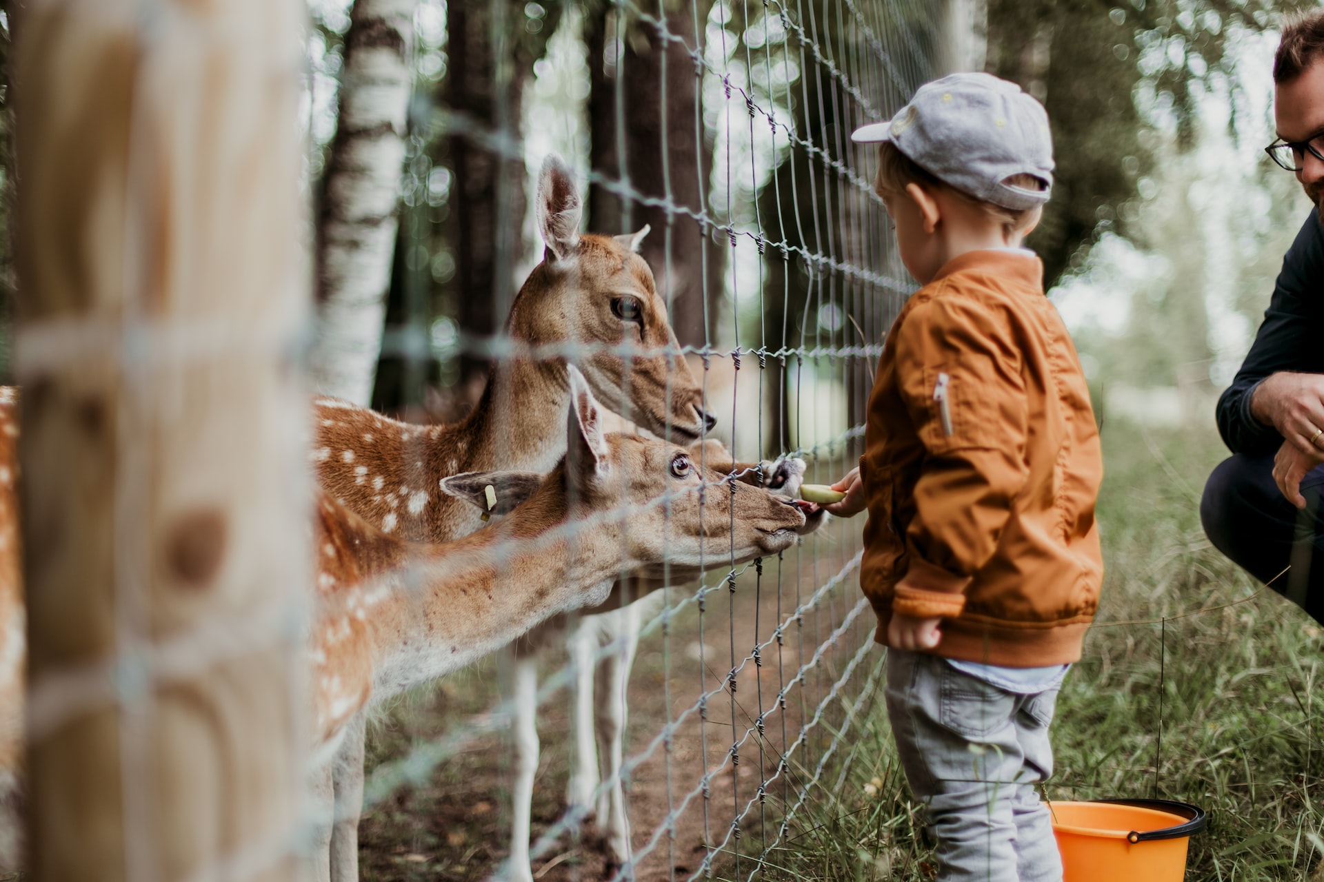 Boy Feeding a Deer