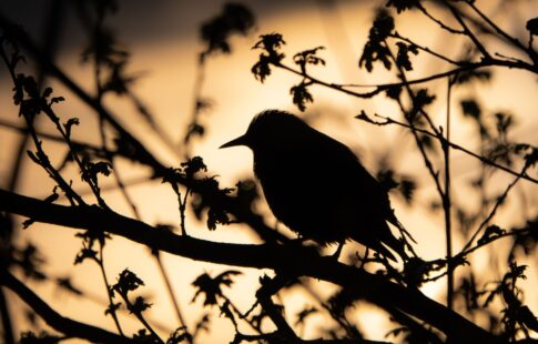 bird on branch in evening
