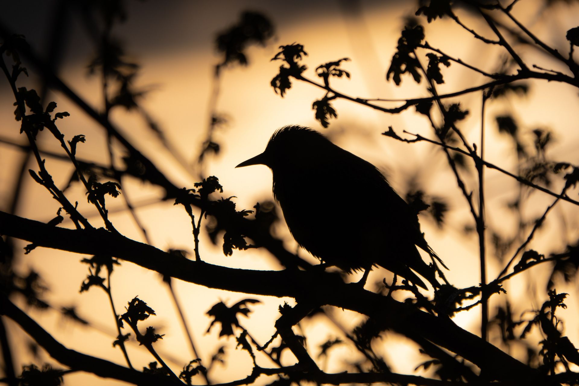 bird on branch in evening