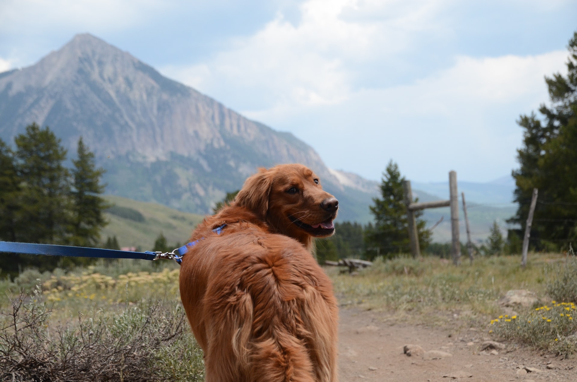 tips for hiking with your dog