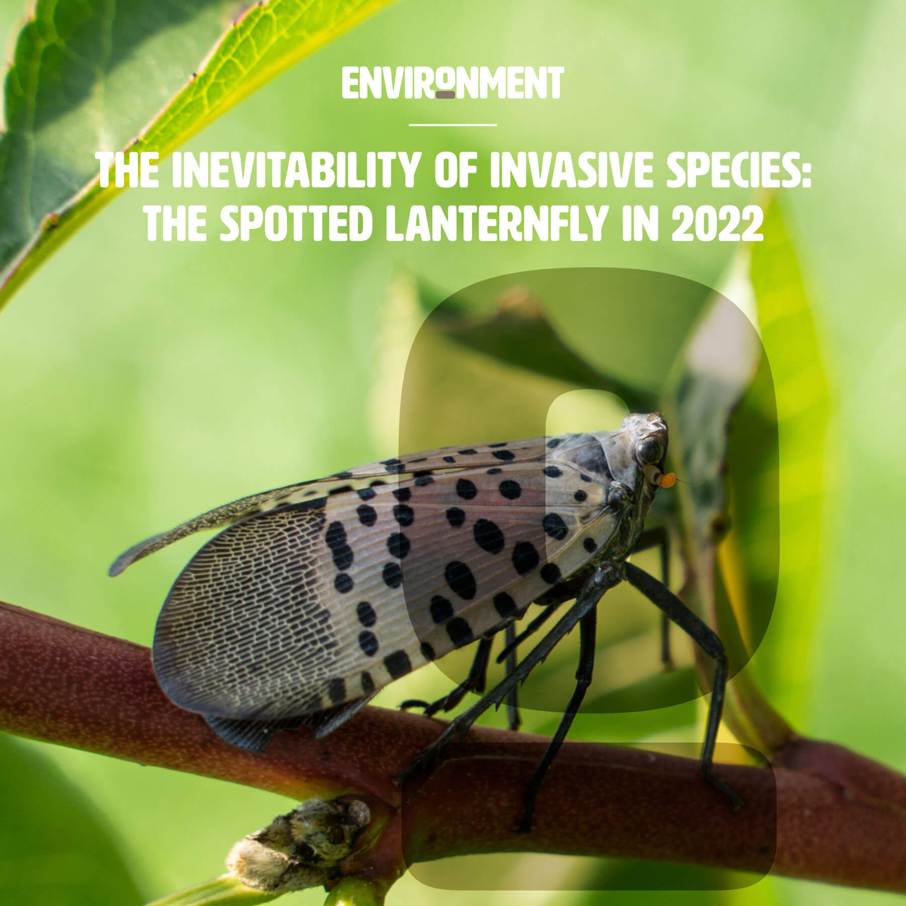 the-inevitability-of-invasive-species-the-spotted-lanternfly-in-2023