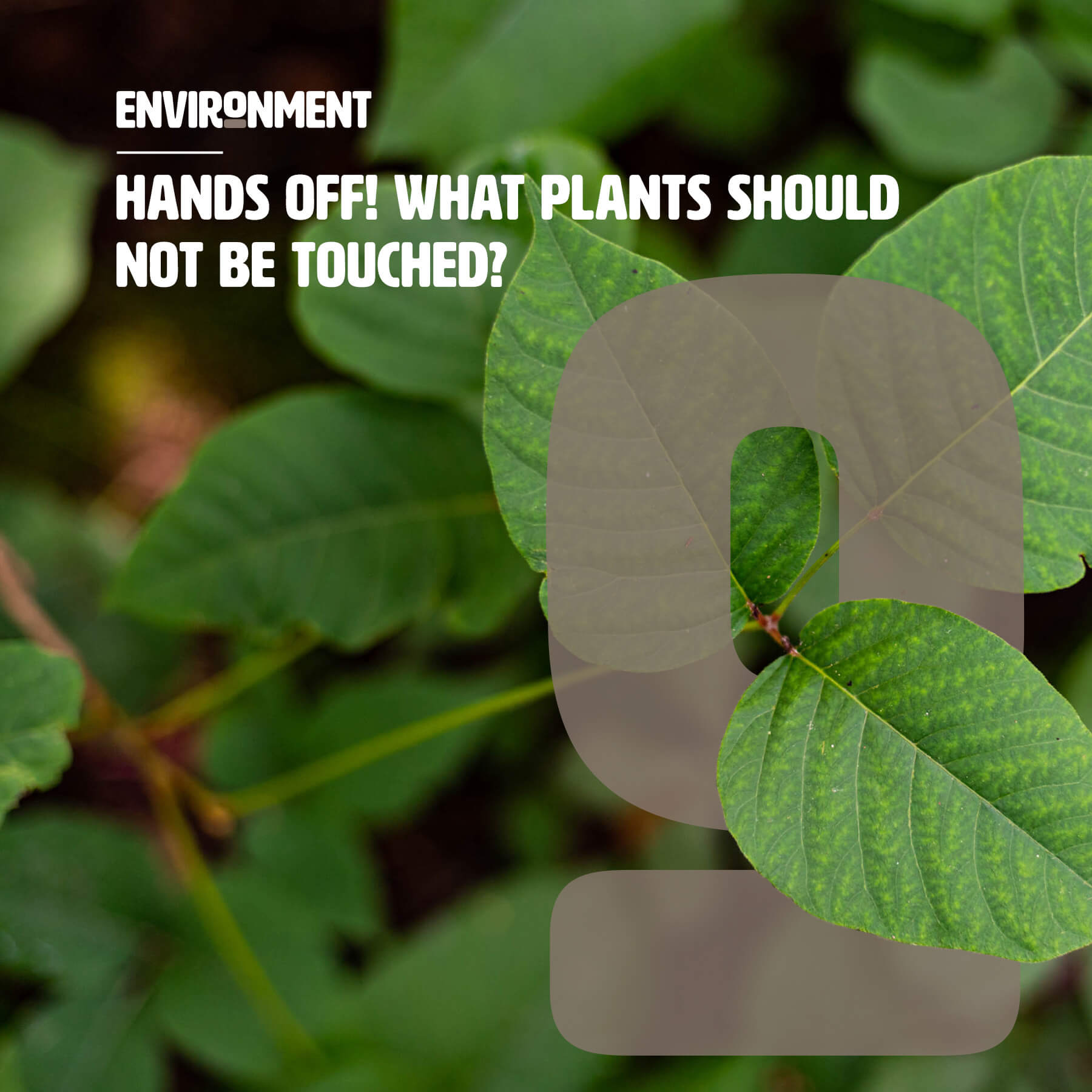 Hands Off! What Plants Should Not Be Touched? - Environment Co