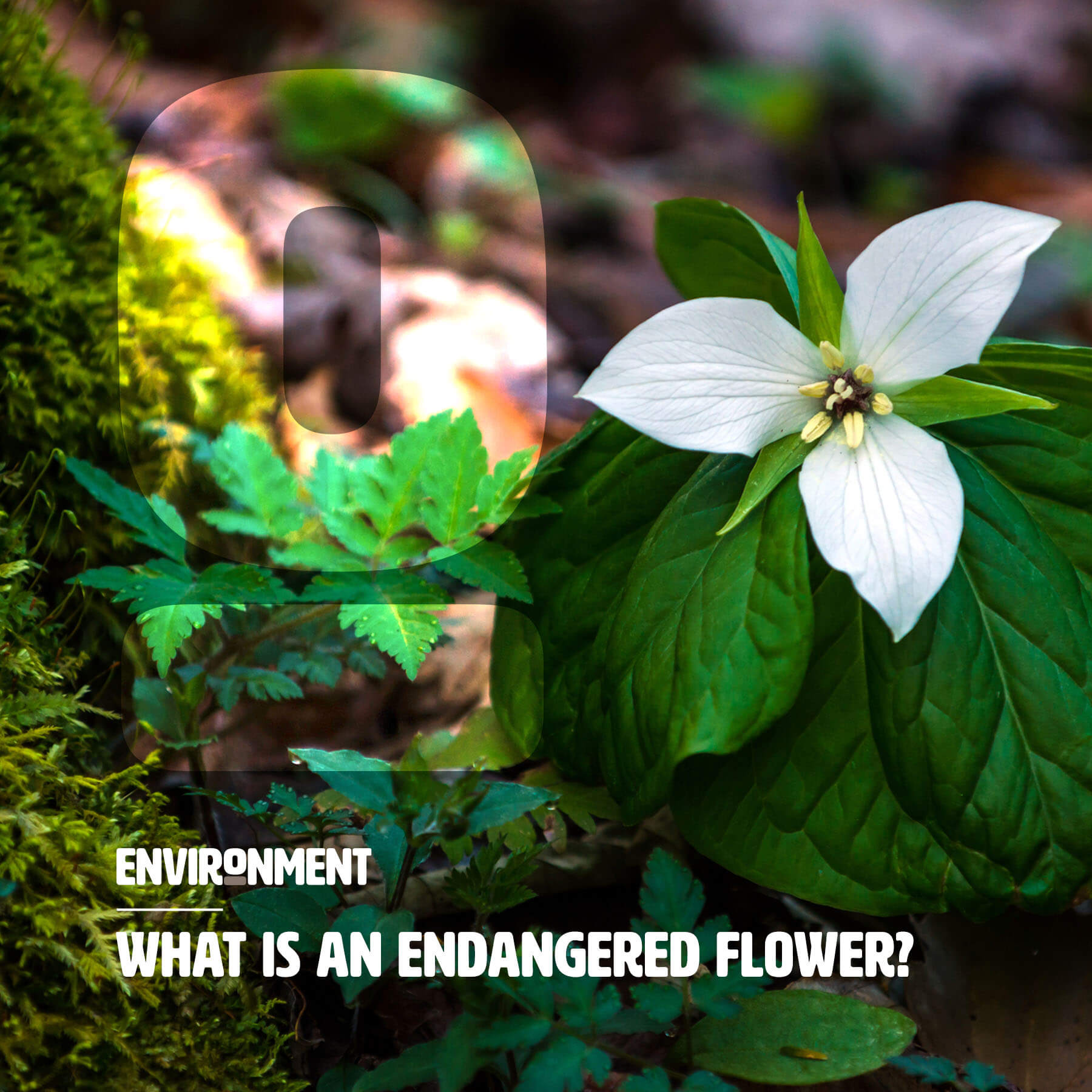 What is an Endangered Flower? Environment Co