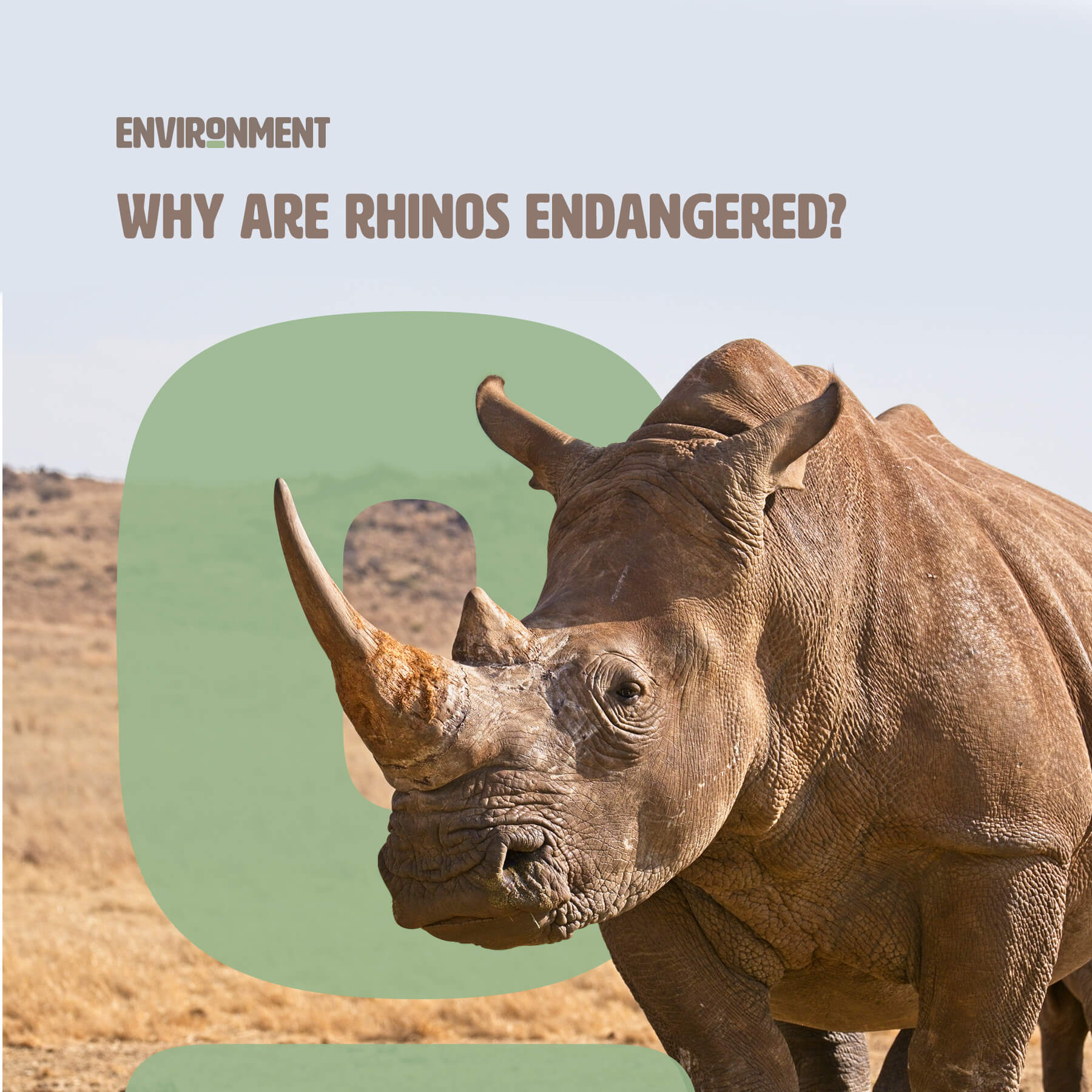 Why are Rhinos Endangered? Environment Co