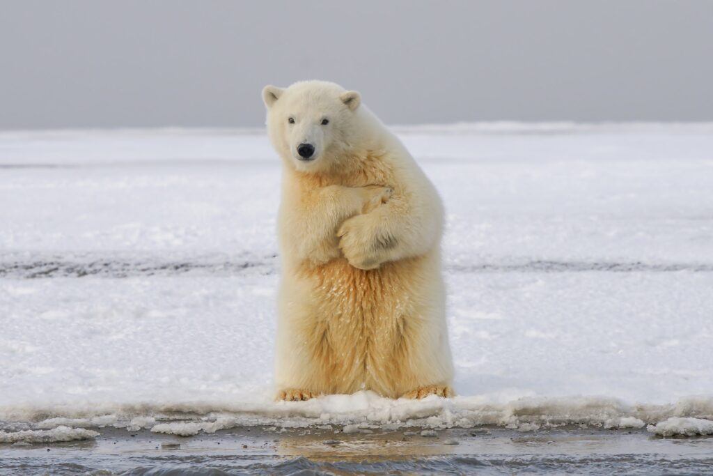 Why Are Polar Bears Endangered? Environment Co