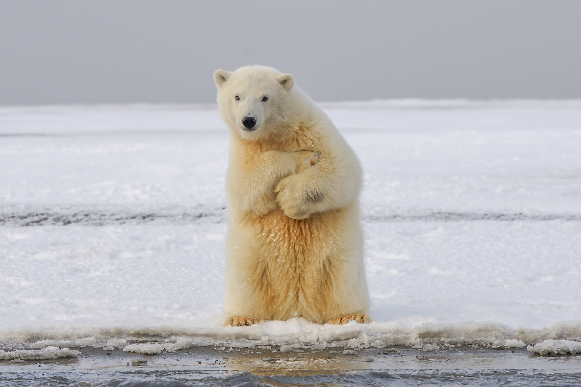 Why Are Polar Bears Endangered?