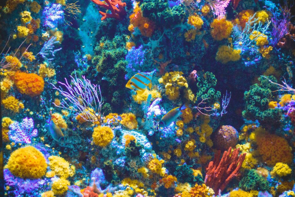 Why Are Coral Reefs Important? Environment Co