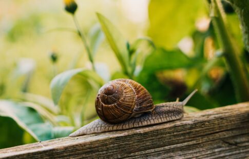 brown snail in garden