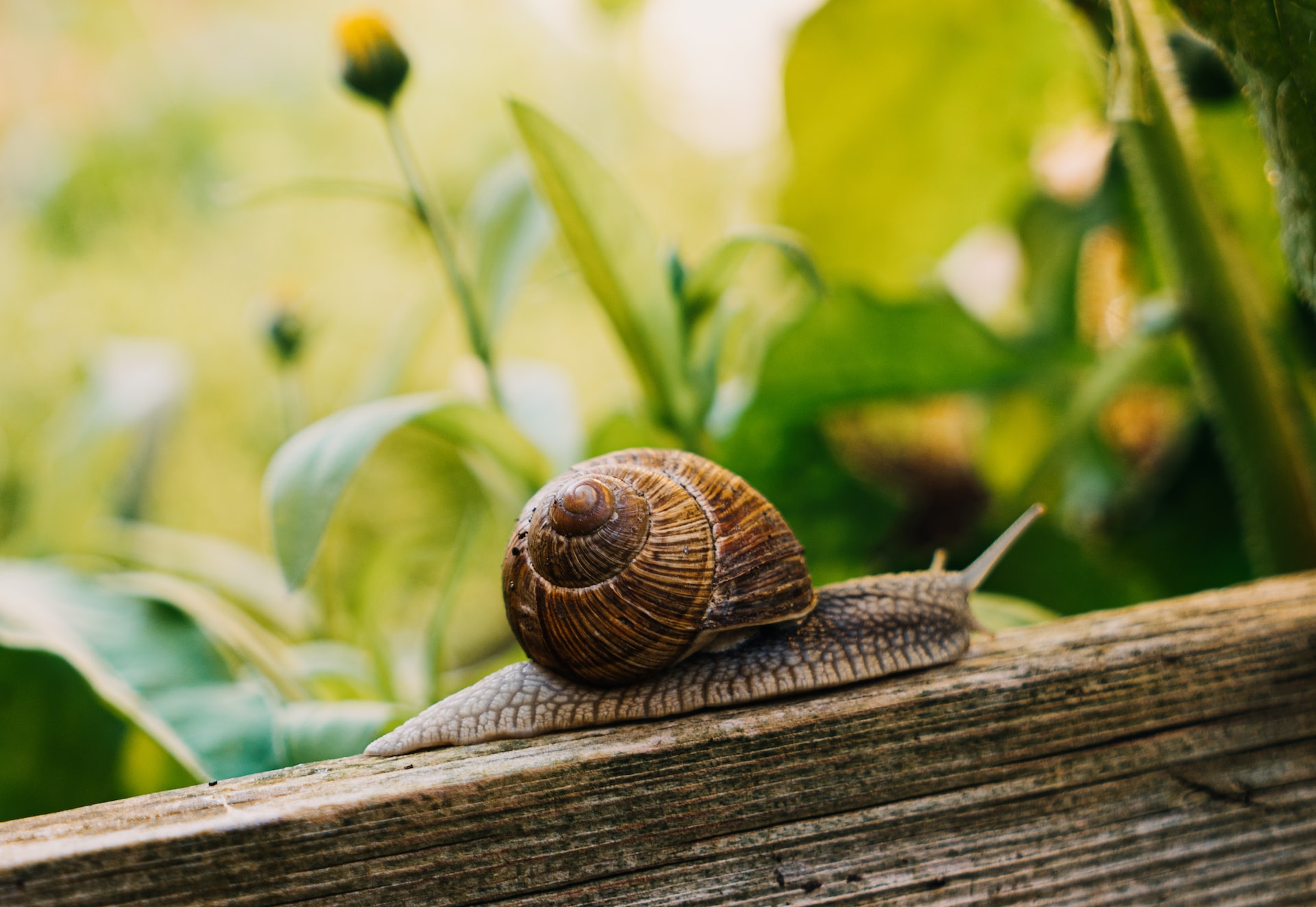 brown snail in garden