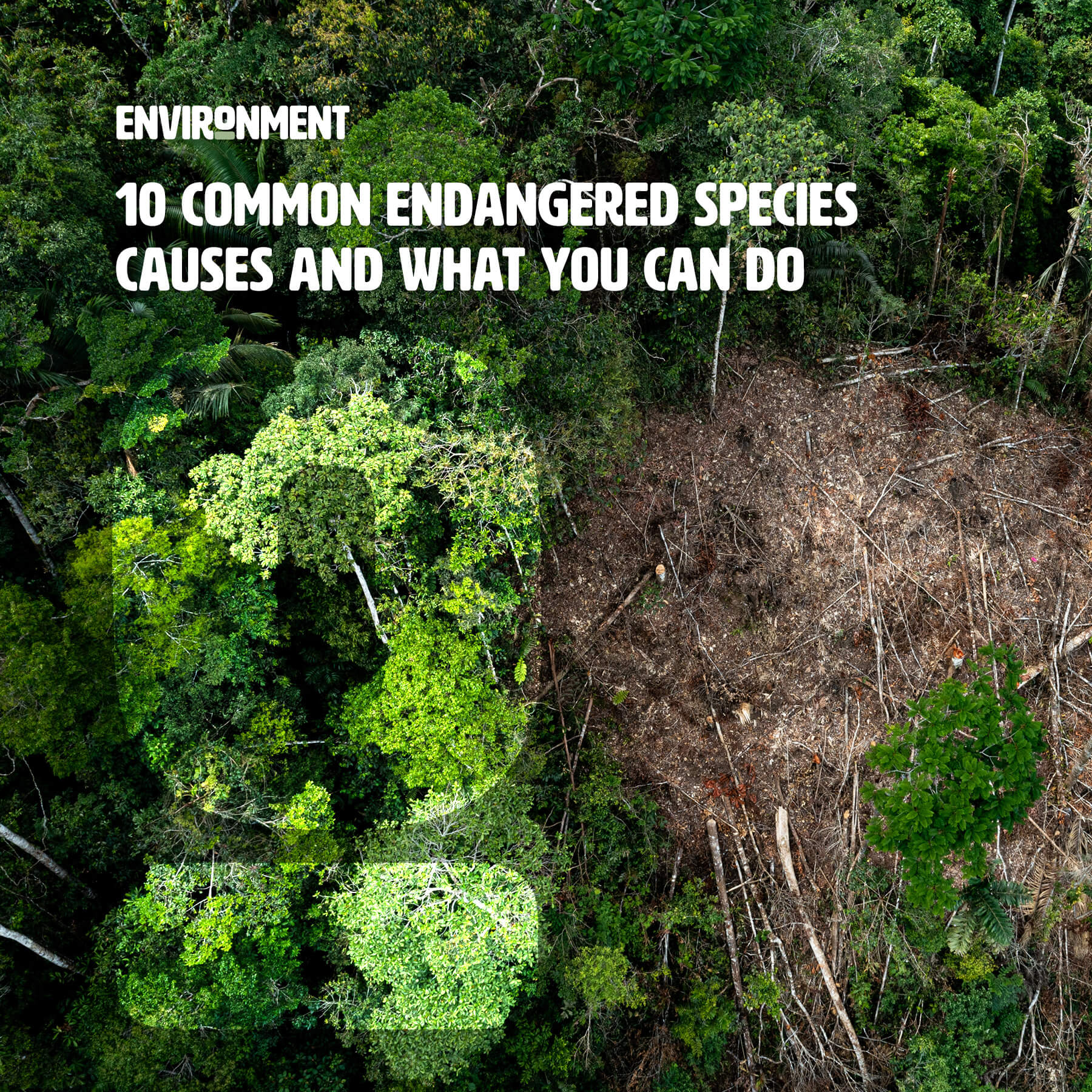 10 Common Endangered Species Causes and What You Can Do Environment Co