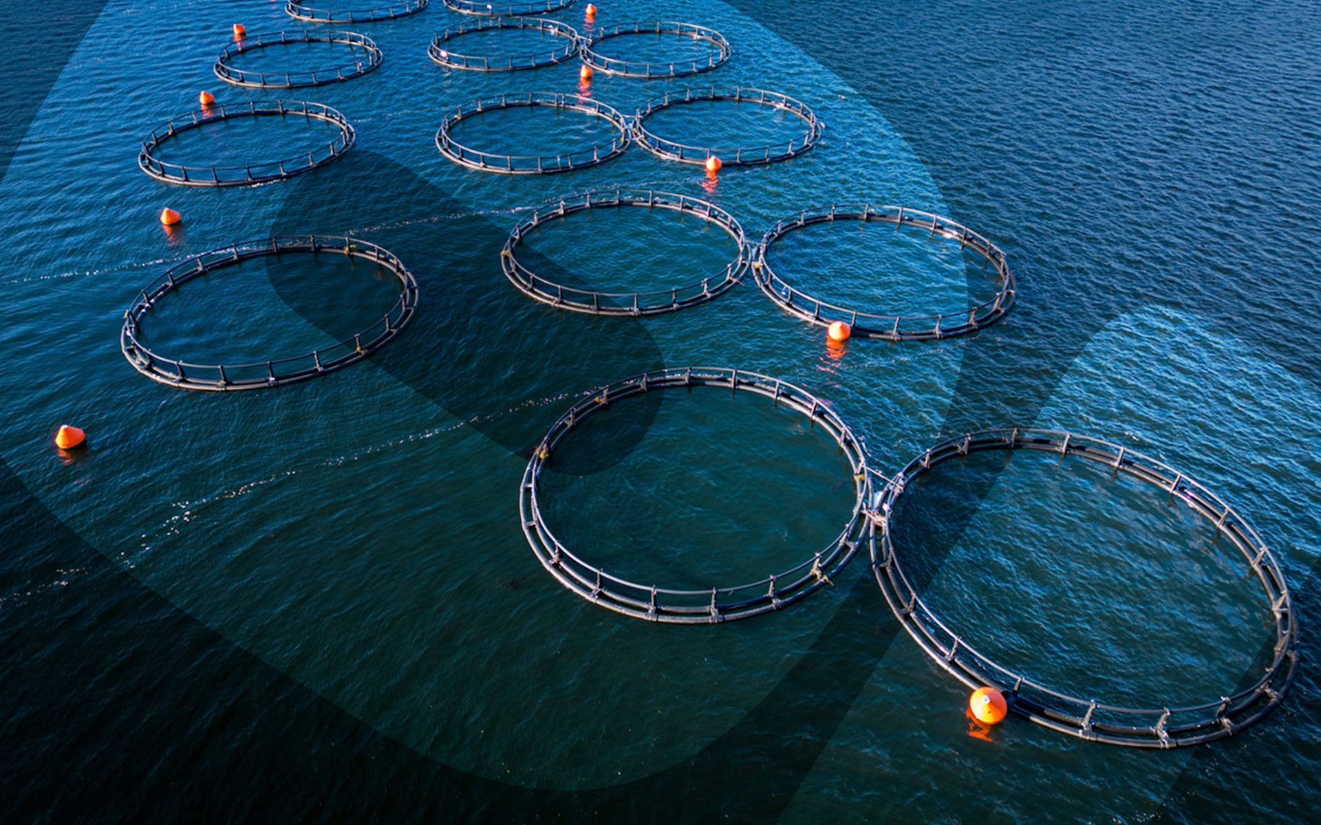 Featured-Image-is-fish-farming-sustainable