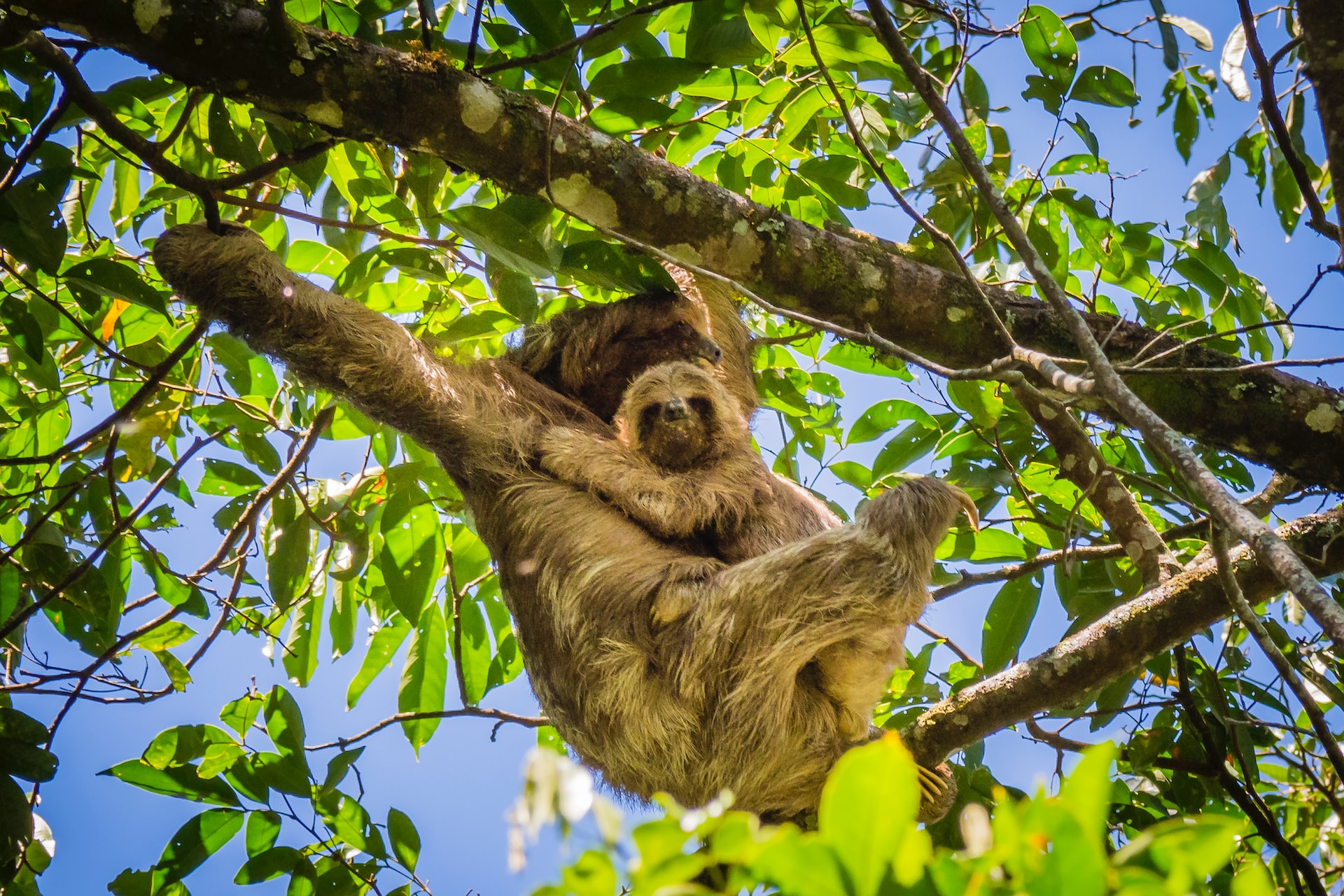 fun facts about sloths