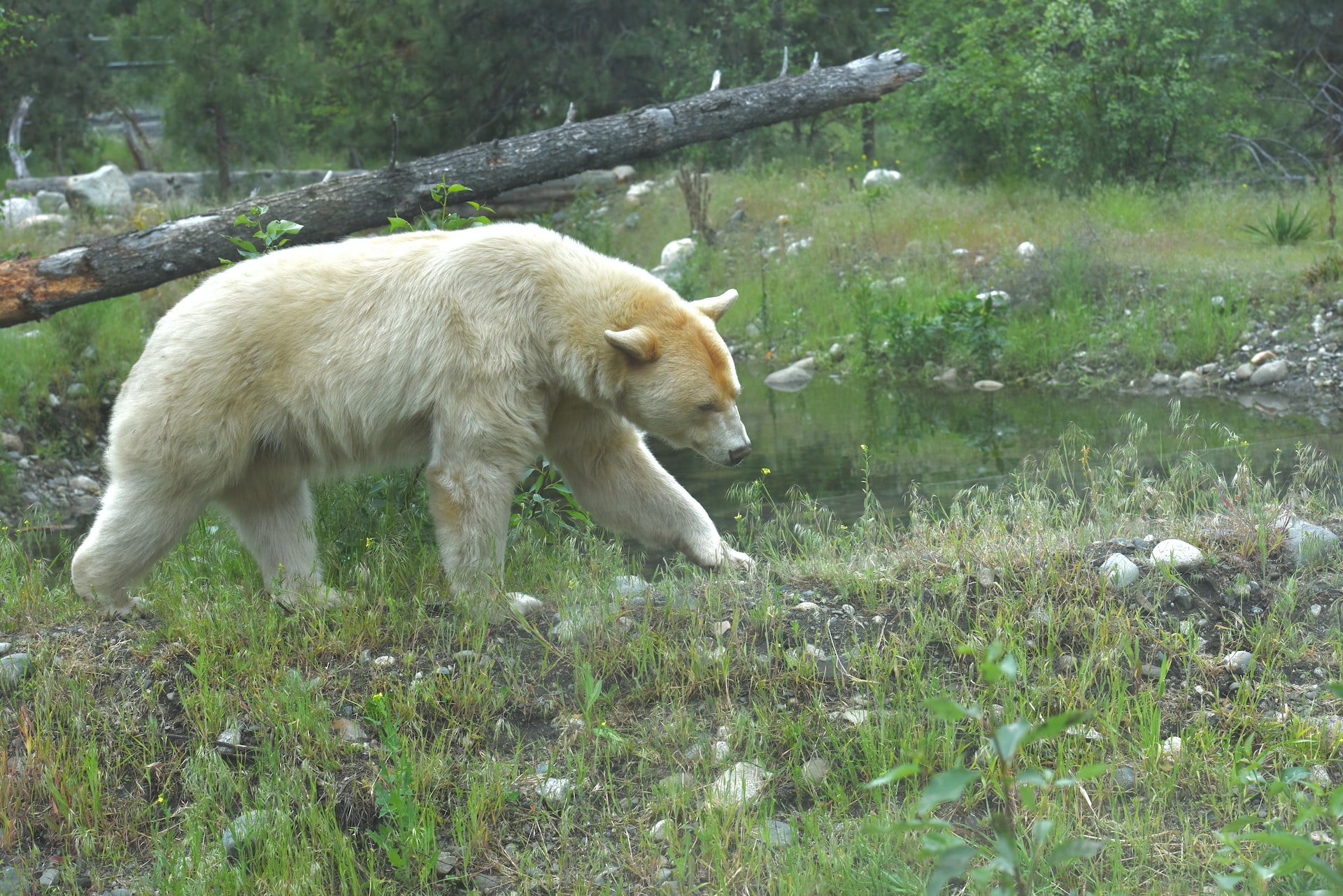 What Are Spirit Bears?