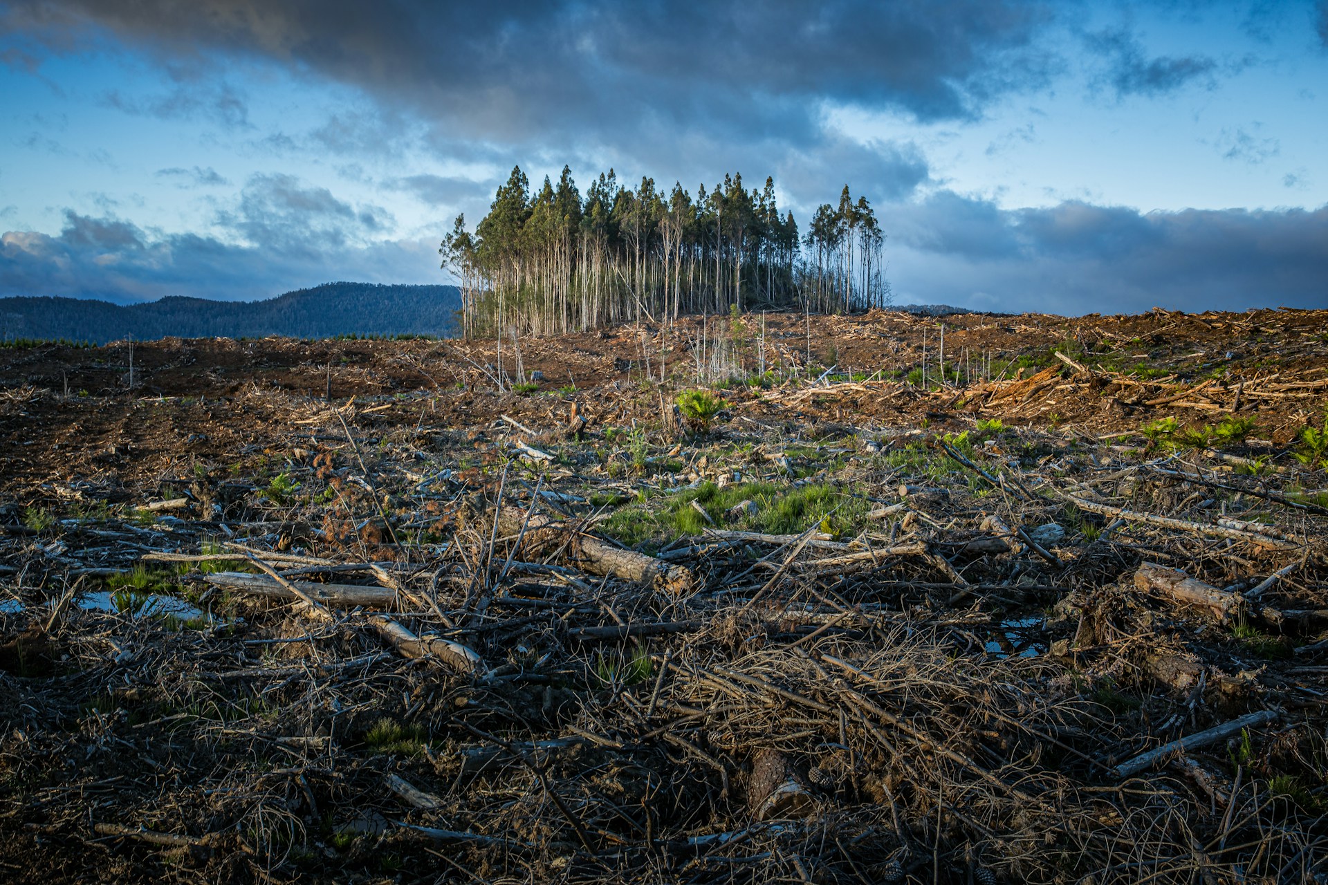 fallen grass and trees under a cloudy sky
