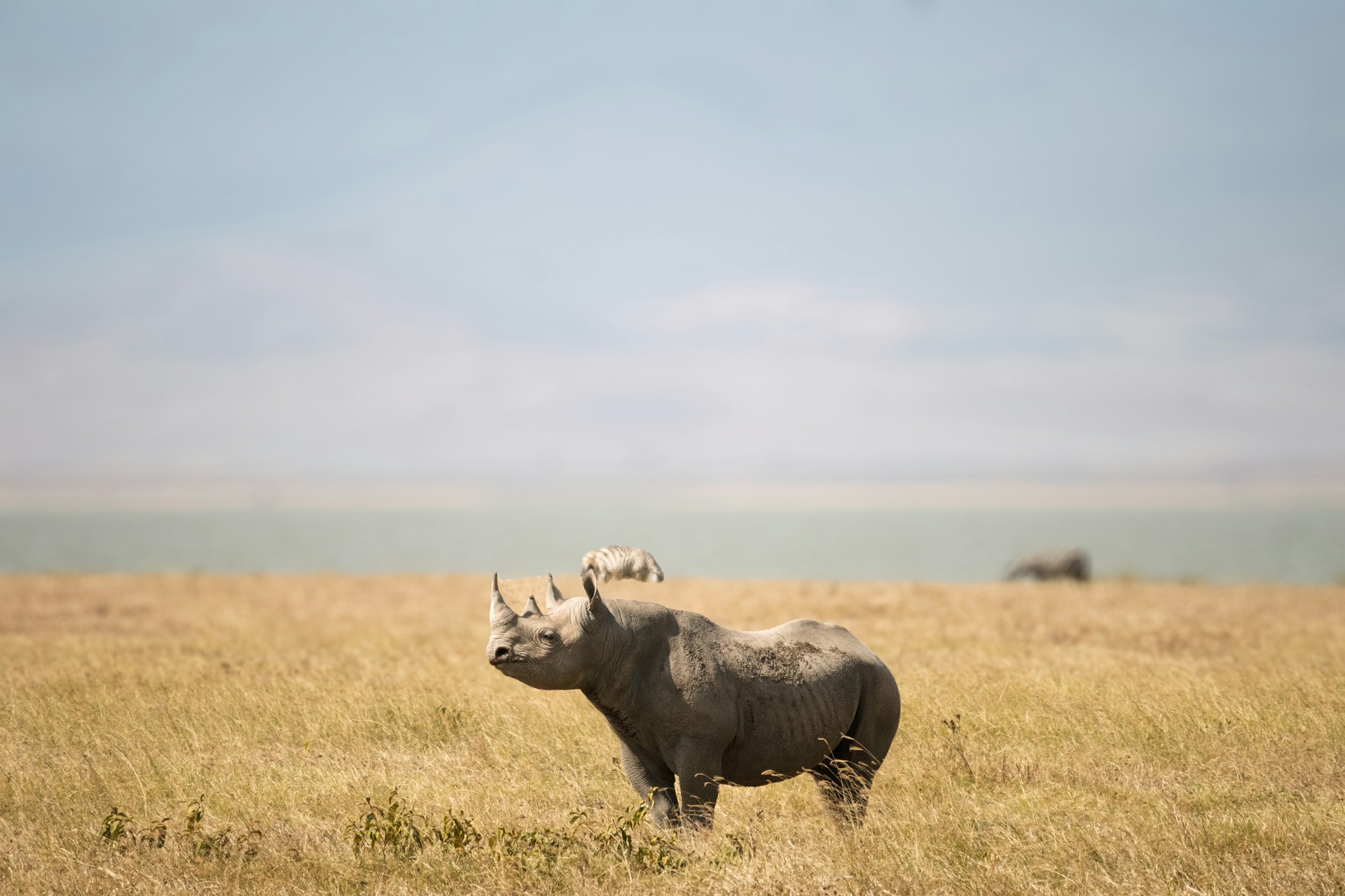 Rhino in grasslands