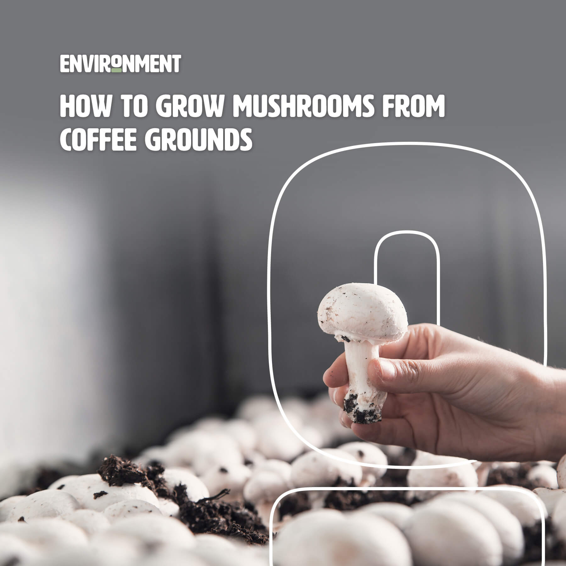 How to Grow Mushrooms From Coffee Grounds Environment Co
