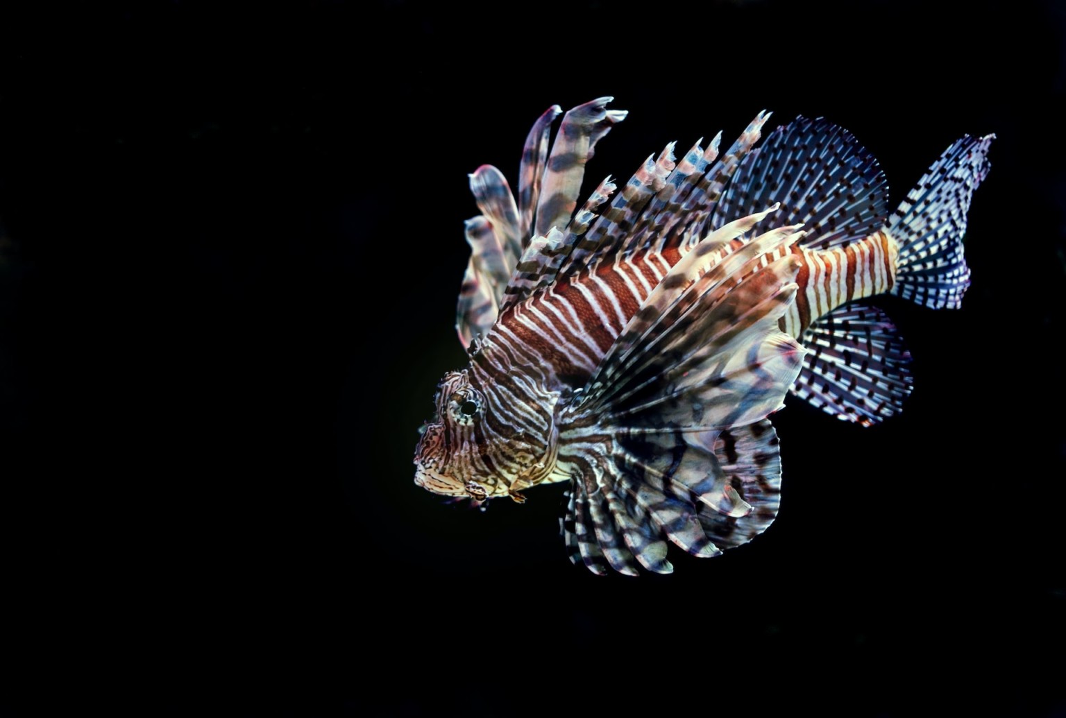 Tipping the Scales: What Will It Take to Eradicate Lionfish?