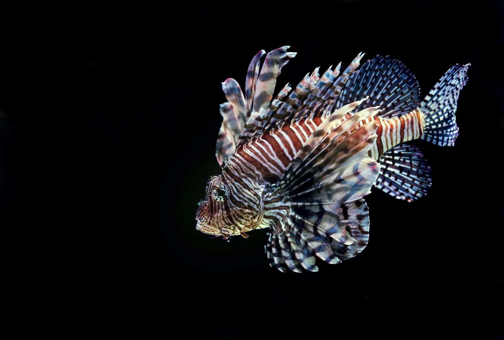 Lion Fish, Not a tiger fish, as originally thought! Thanks,…