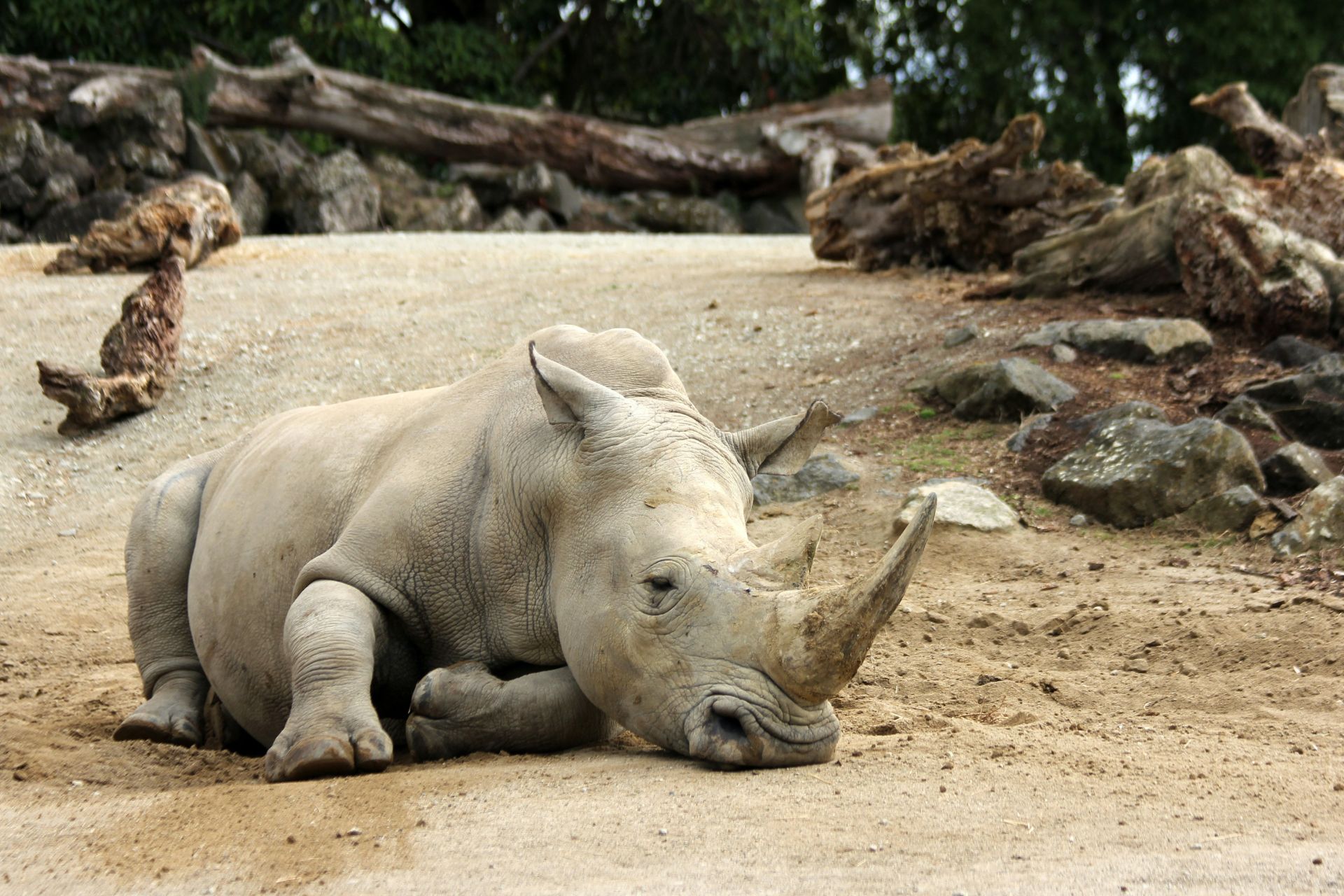 Why Are Zoos Good for Animals But Not the Planet?