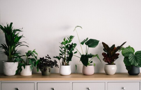 plants on a shelf