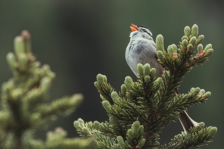 The 10 Best Apps for Identifying Bird Calls - Environment Co