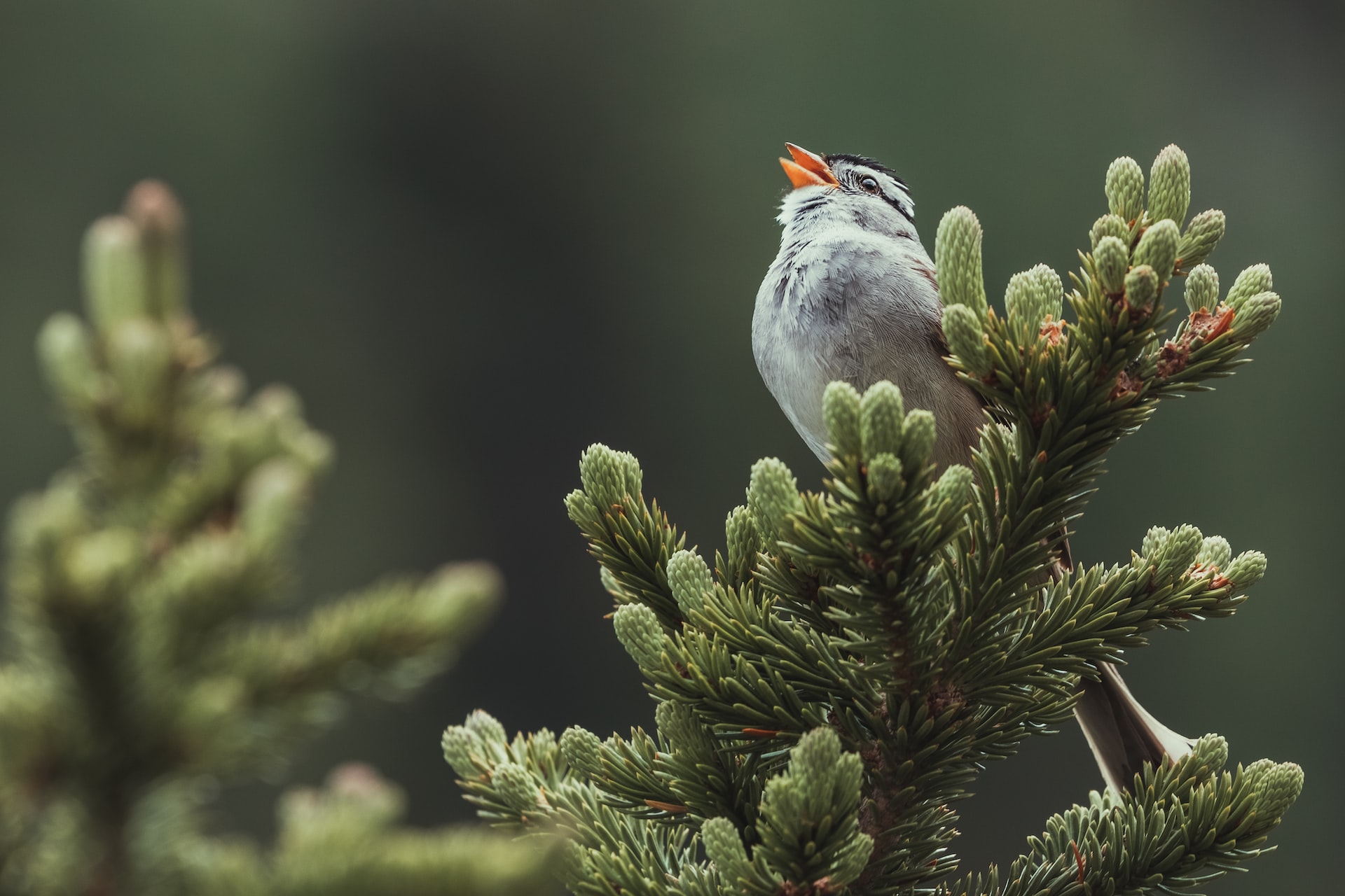 The 10 Best Apps For Identifying Bird Calls Environment Co