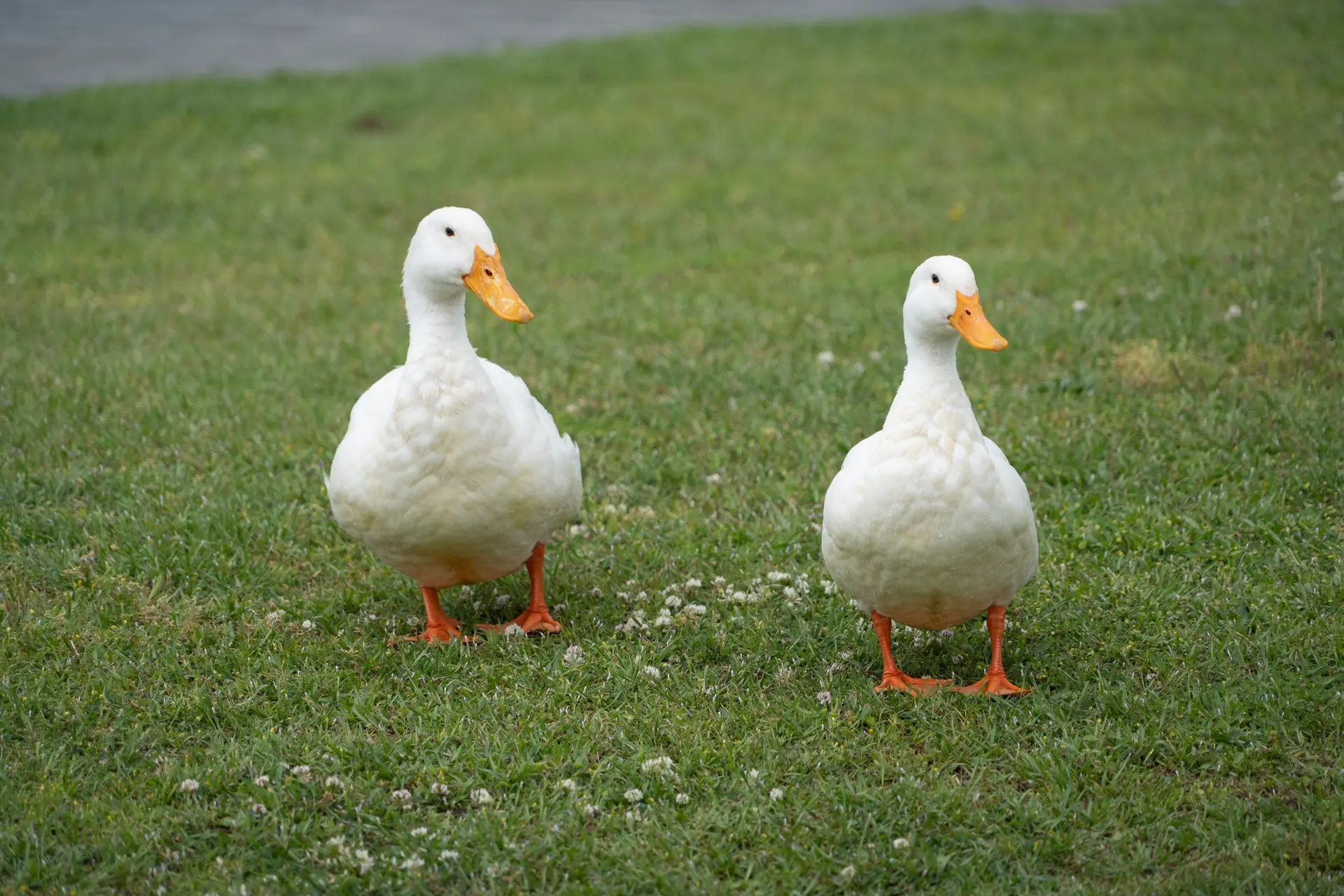 What Are the Benefits of Keeping Ducks? - Environment Co