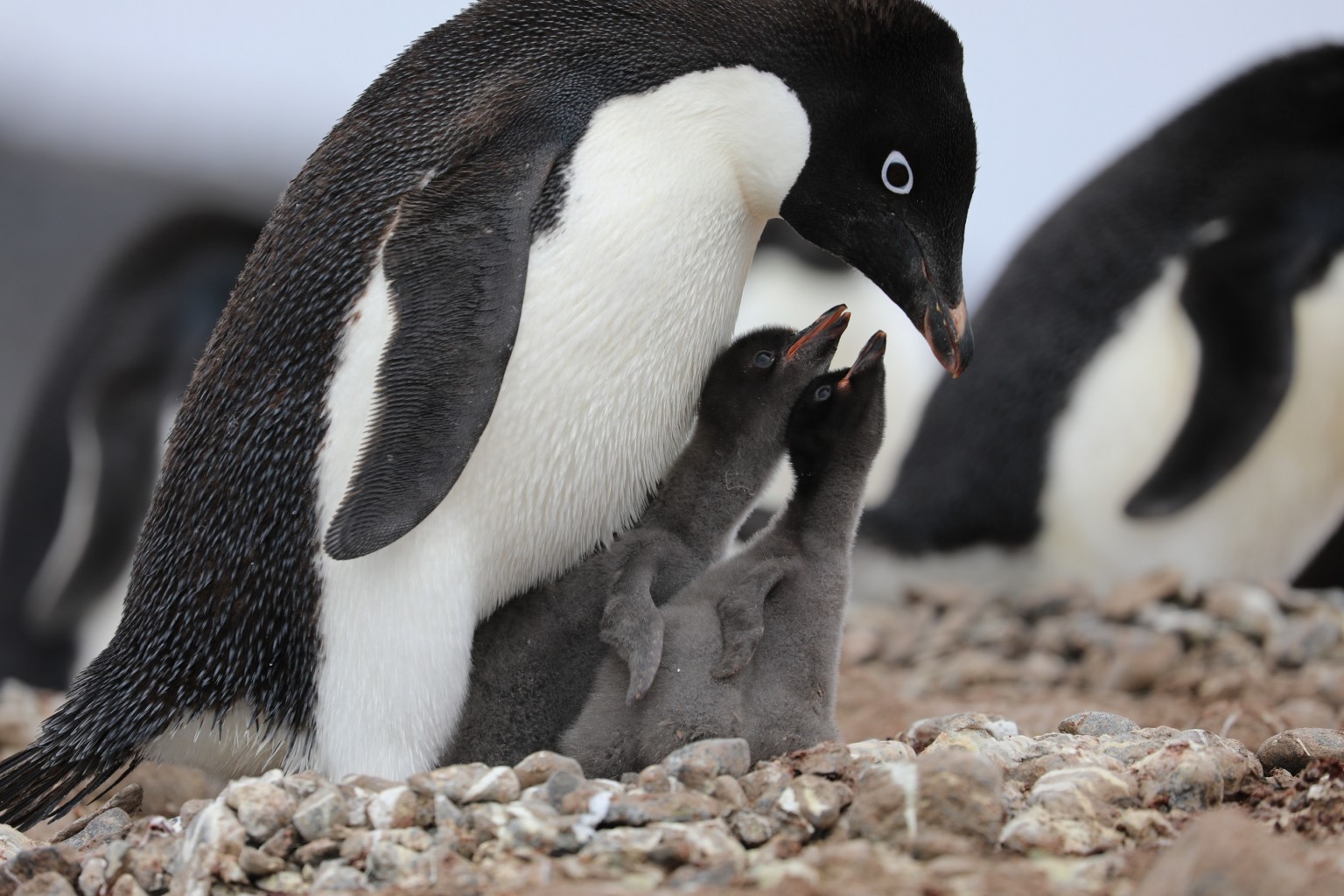 Are Penguins Endangered? - Environment Co