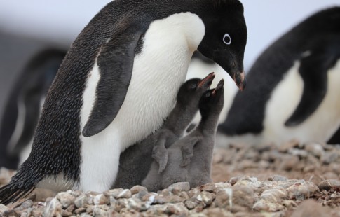 are-penguins-endangered