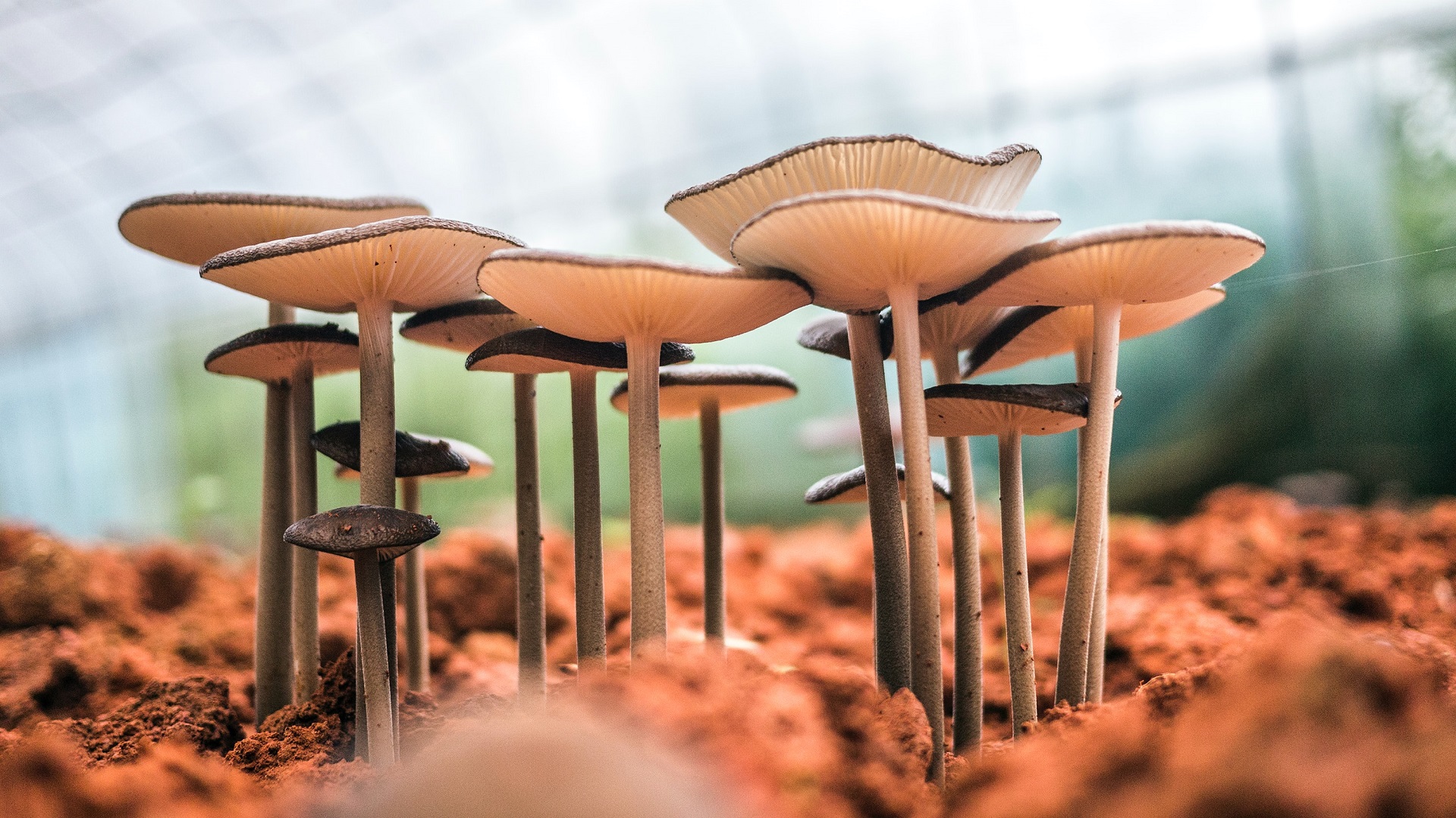 backyard mushroom farming