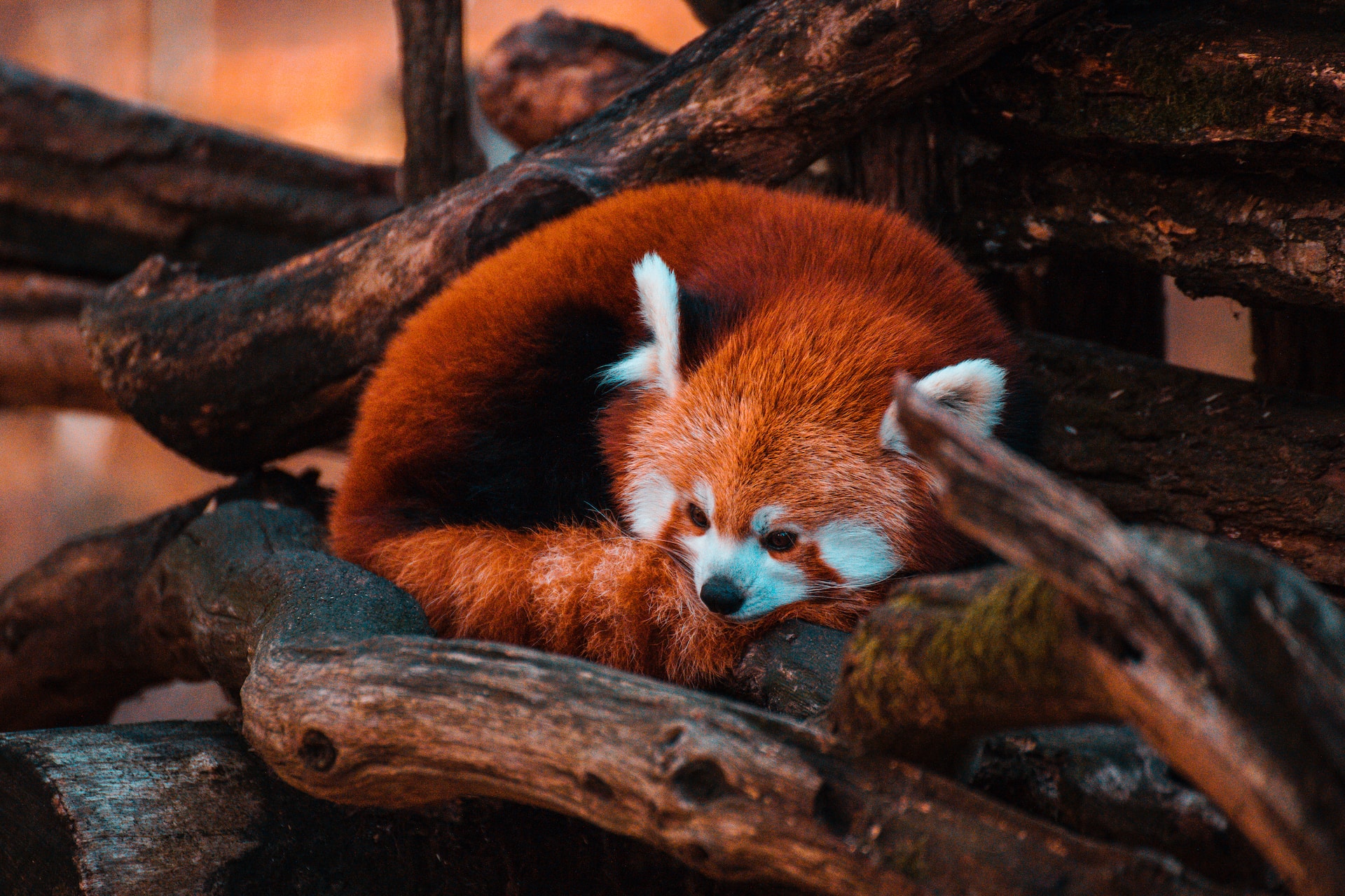 sleeping red pandas