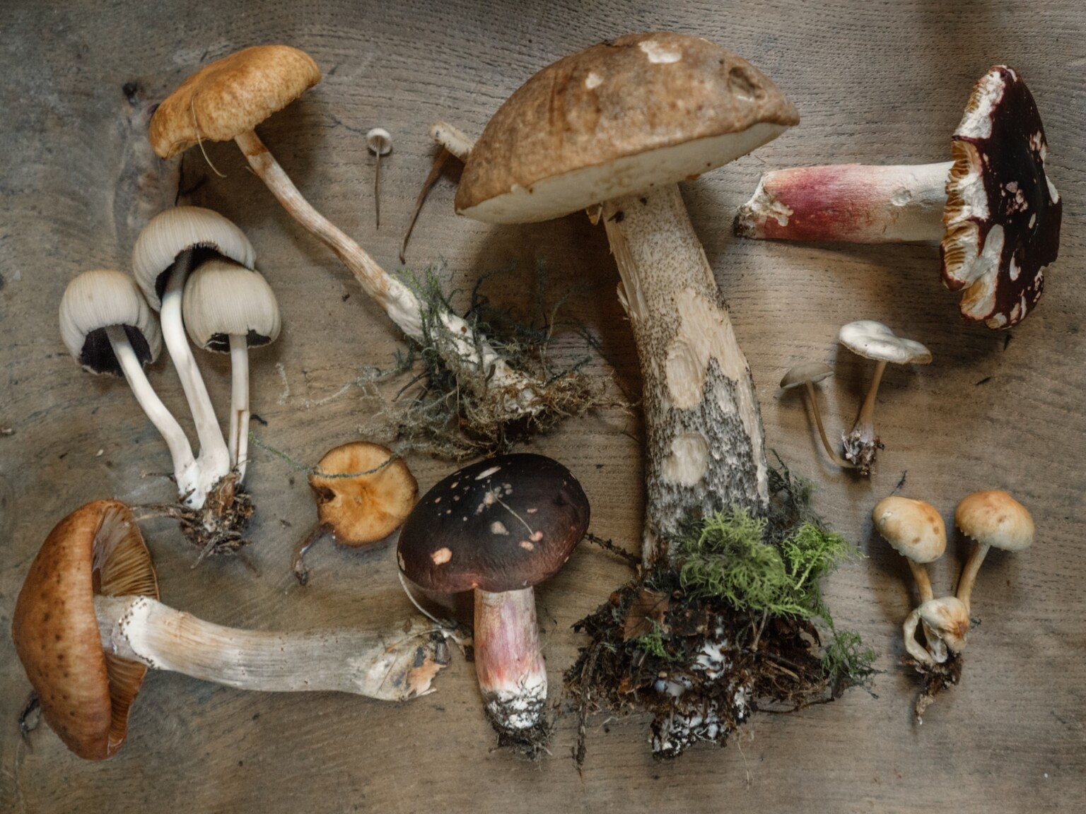 A Beginner’s Guide to Mushroom Foraging Environment Co