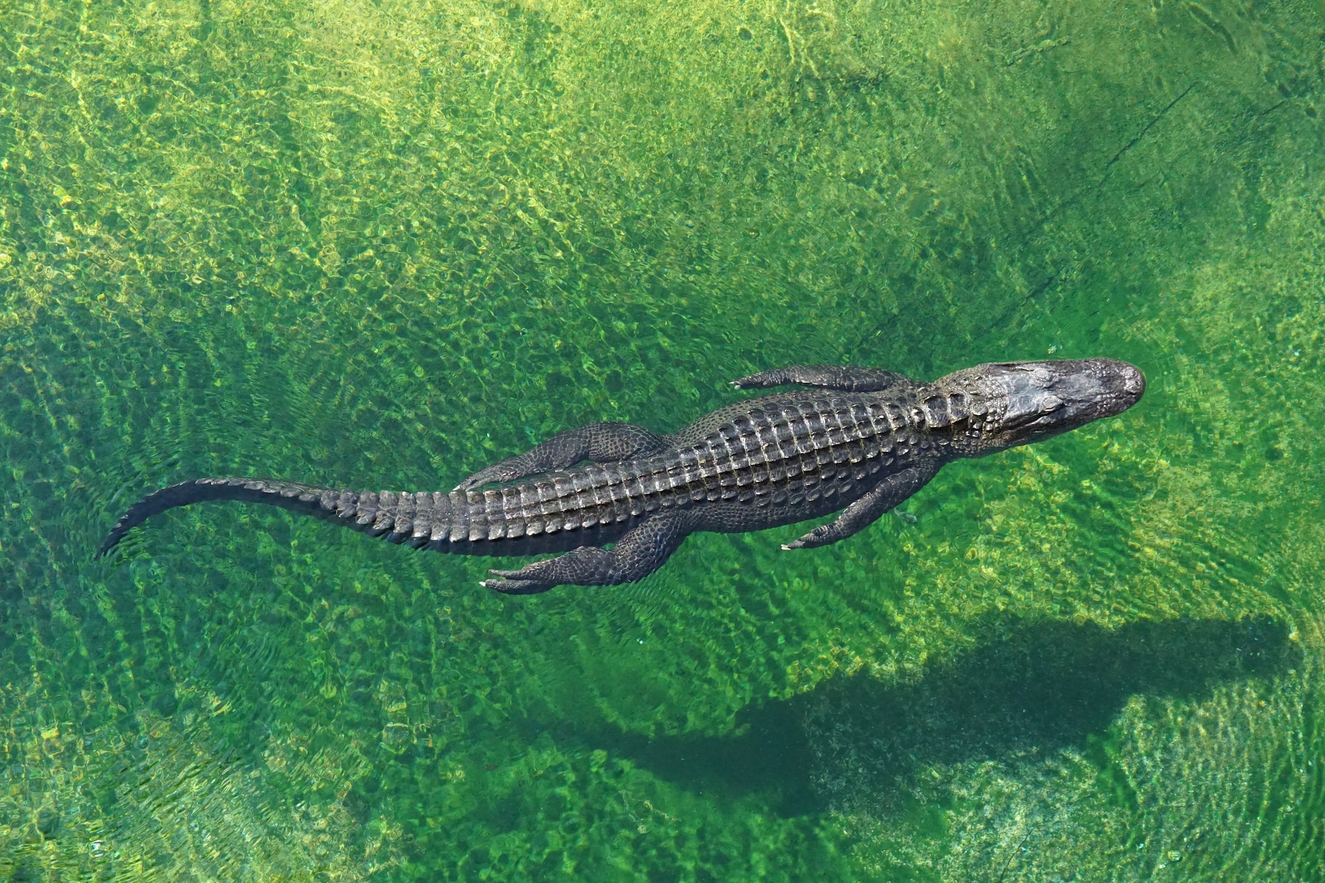 Alligators Vs Crocodiles: The 7 Differences - The Fact Site