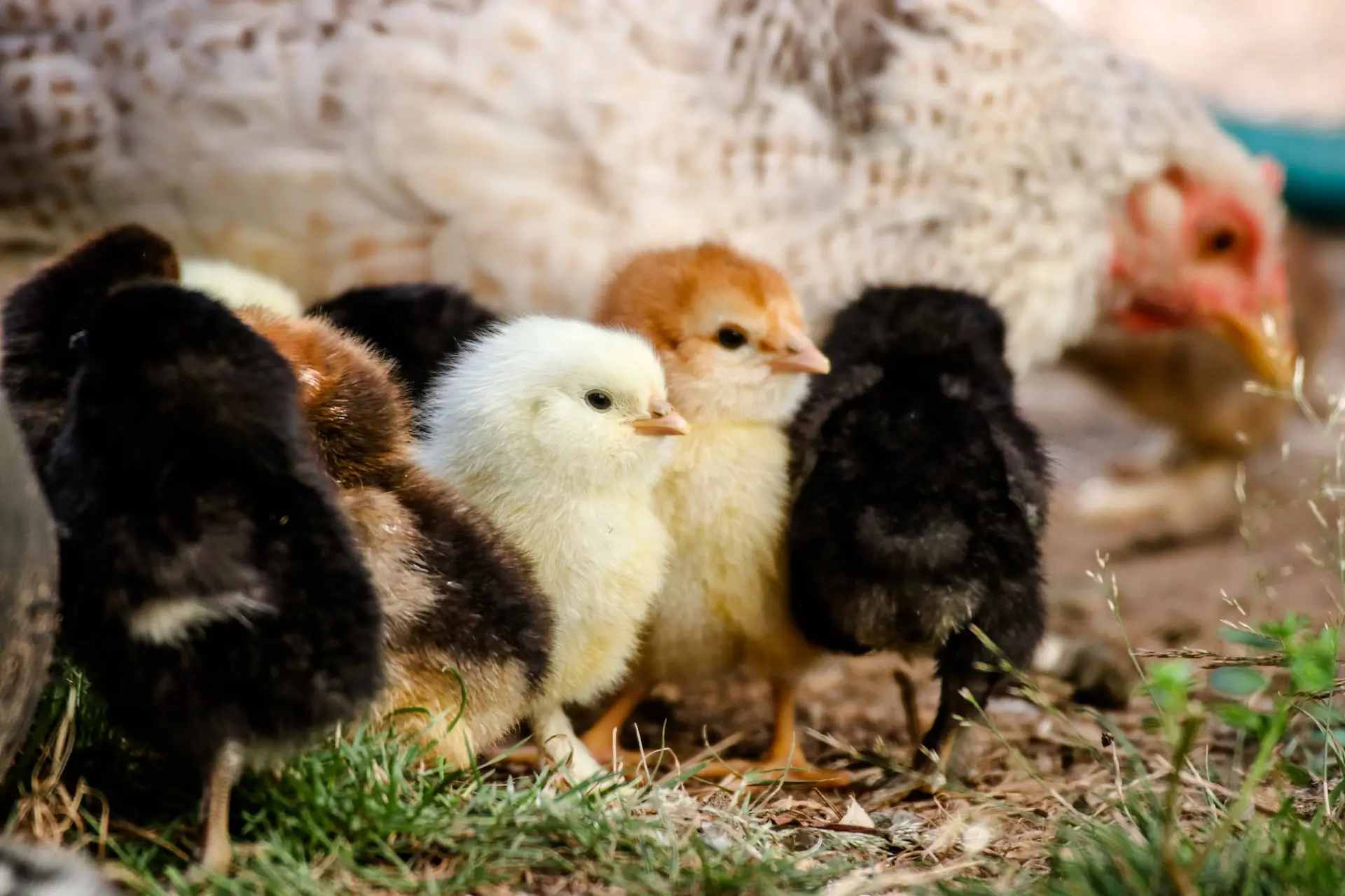 Hatching Chicken Eggs Naturally: An Easy Guide - Environment Co