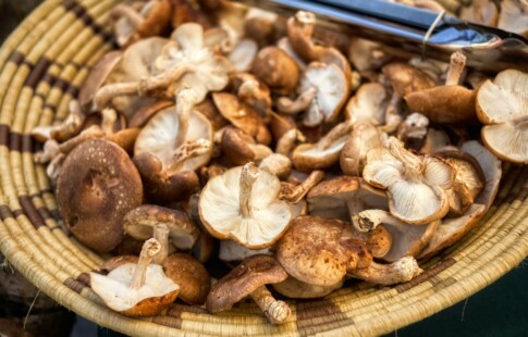 mushroom growers