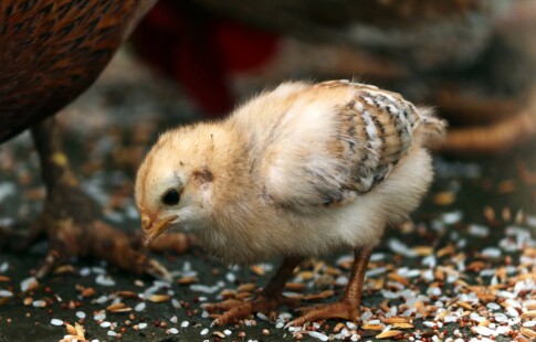 raising baby chickens