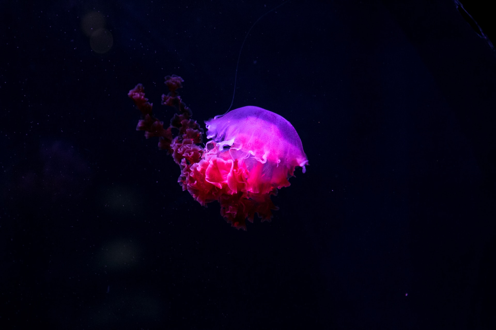 Top 10 Weird Sea Creatures From the Deep Ocean