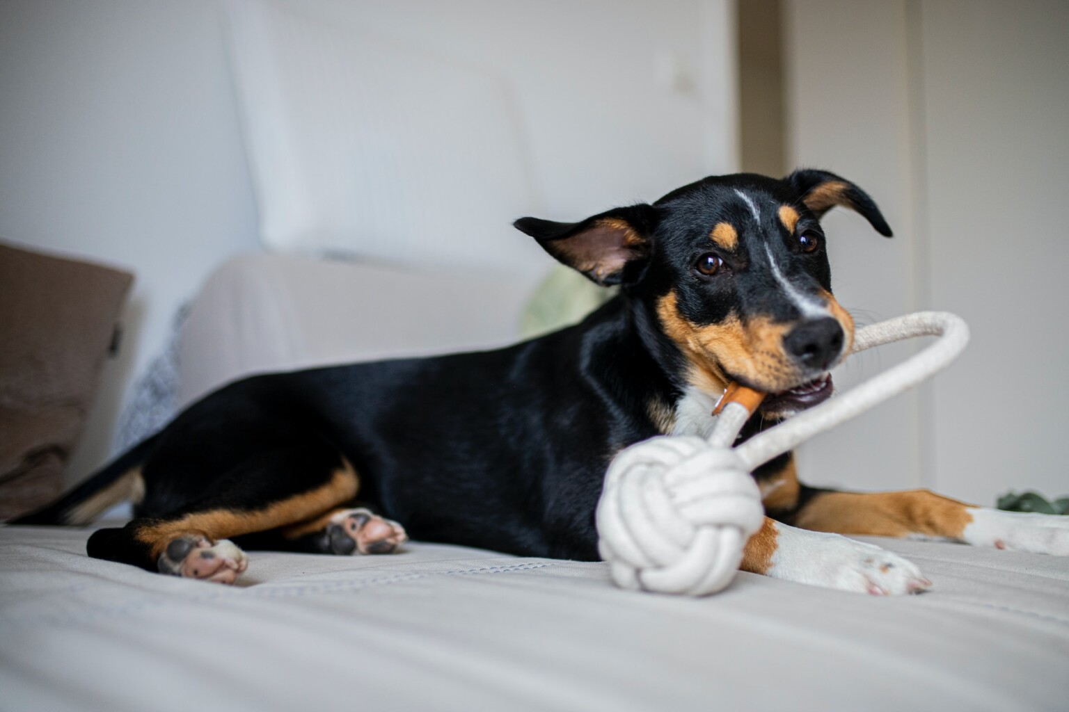 8 Dog Toys Made From Recycled Plastic Bottles Environment Co