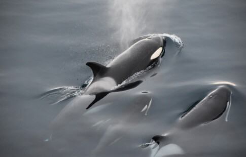 orca-language