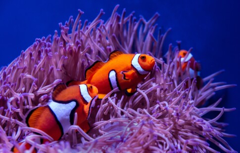 What Animals Live in Coral Reefs: The Amazing World of Reef Life