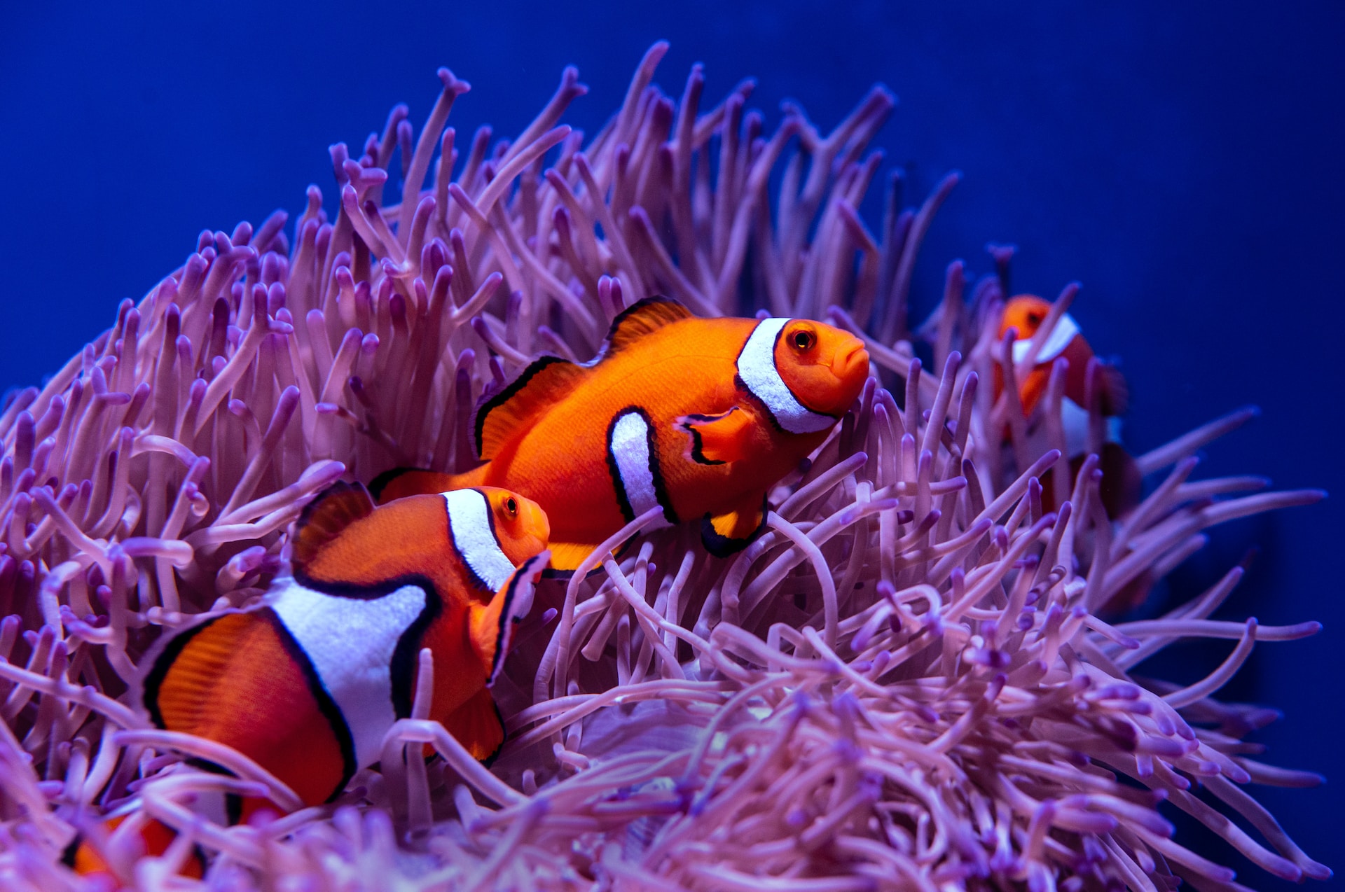 Coral Reef Animals – Facts, List, Pictures