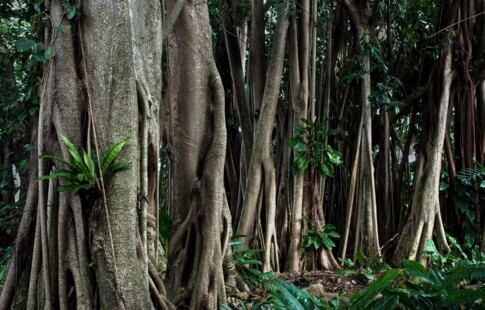Australian rubber trees.