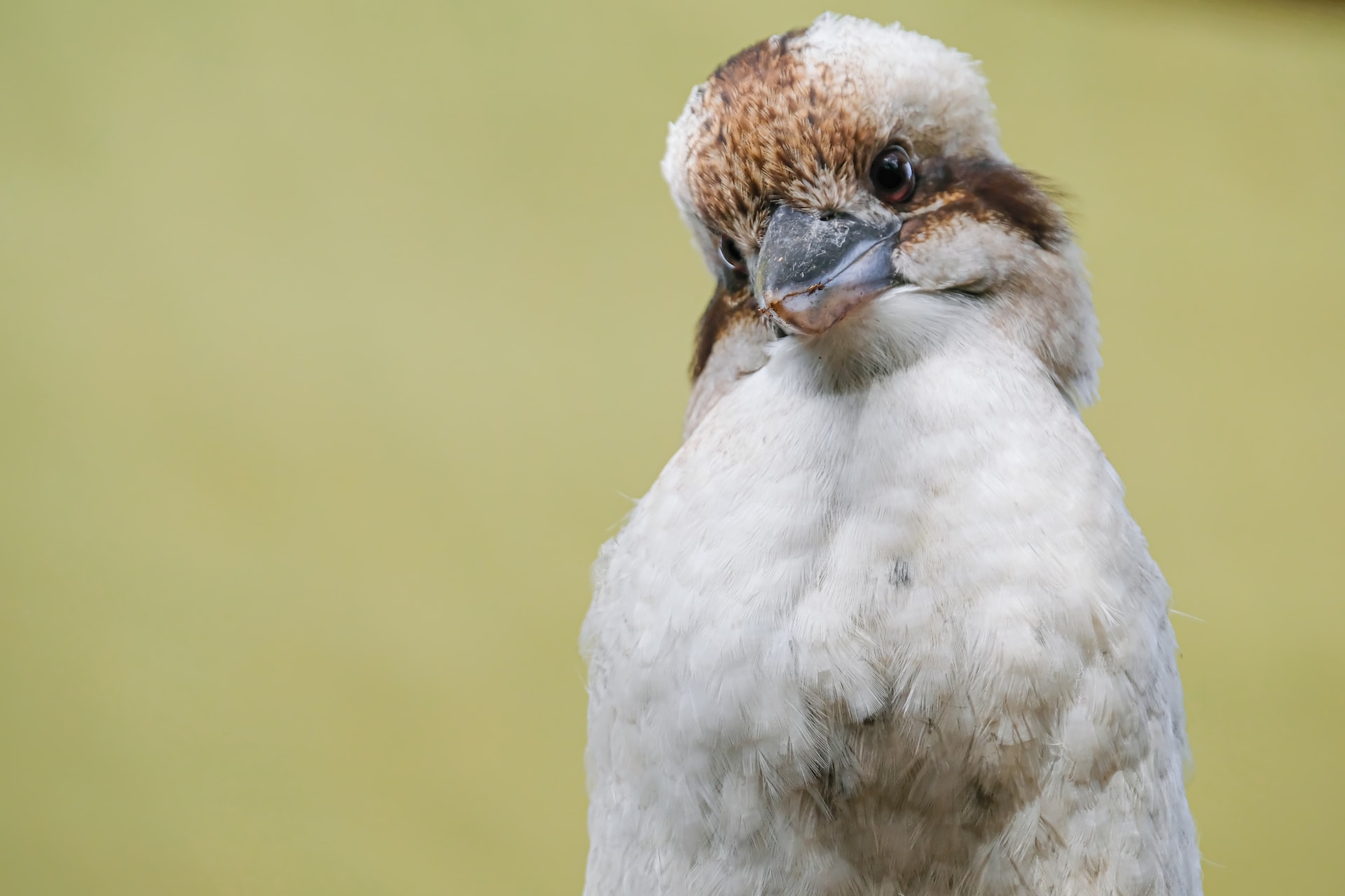 The kookaburra is a fascinating little but that sadly faces environmental and physical threats.