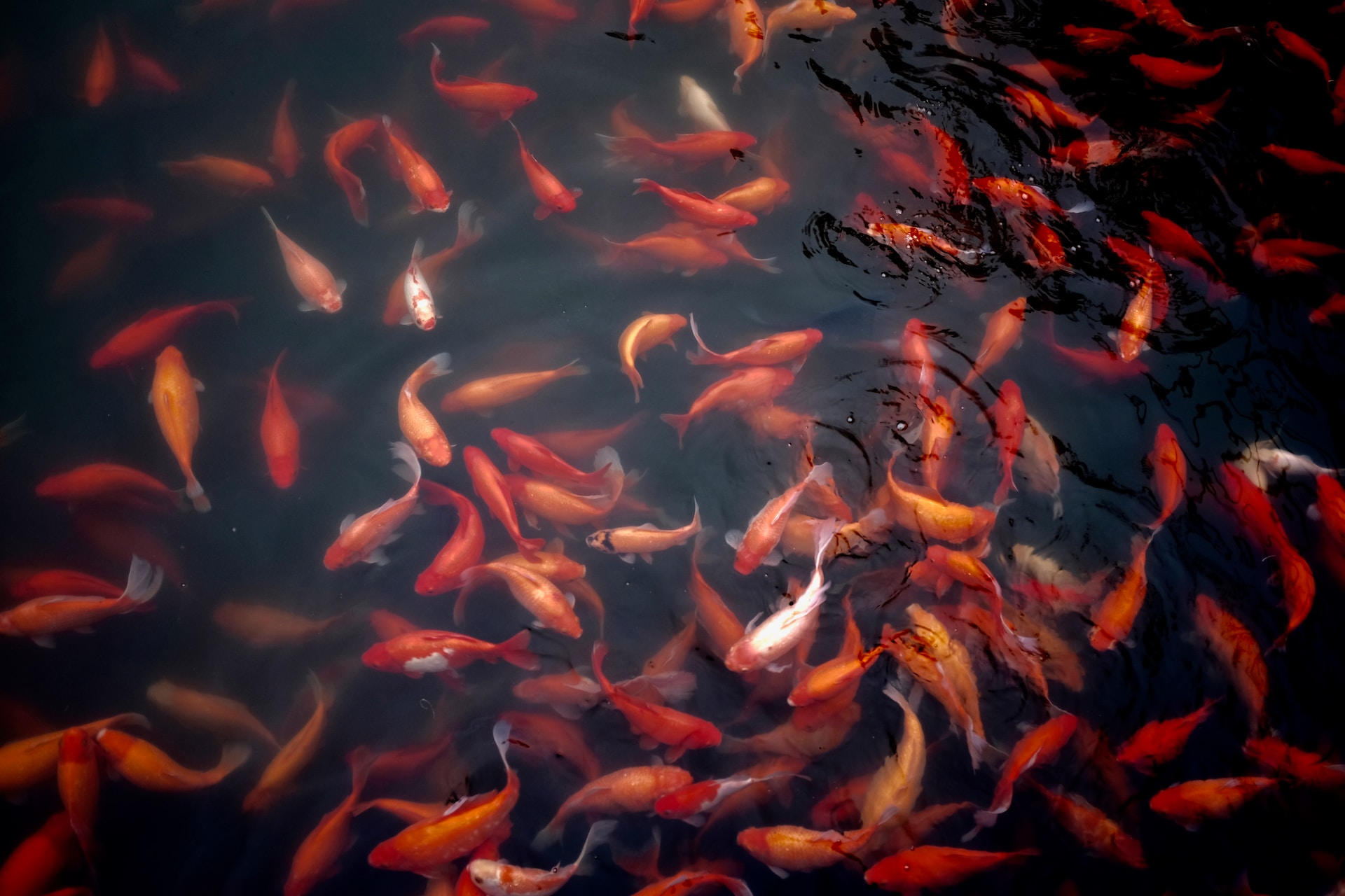 Fish in a pond.