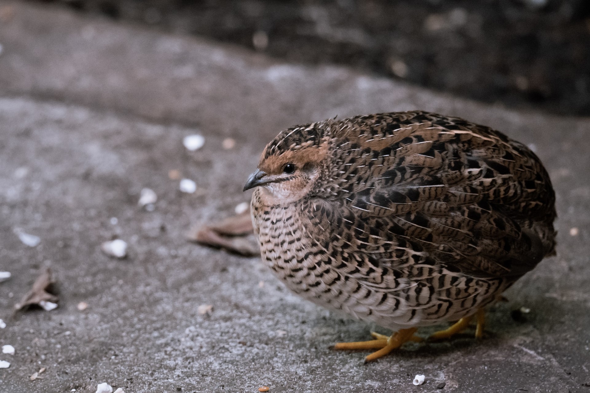 A quail sitting.